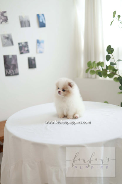Star - Pomeranian F.