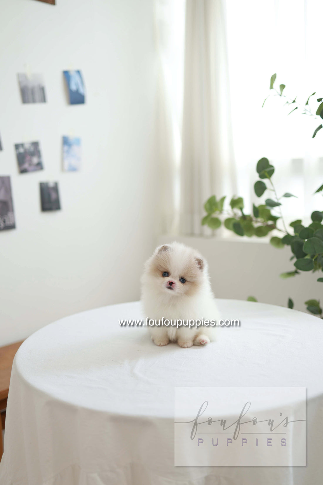 Star - Pomeranian F.