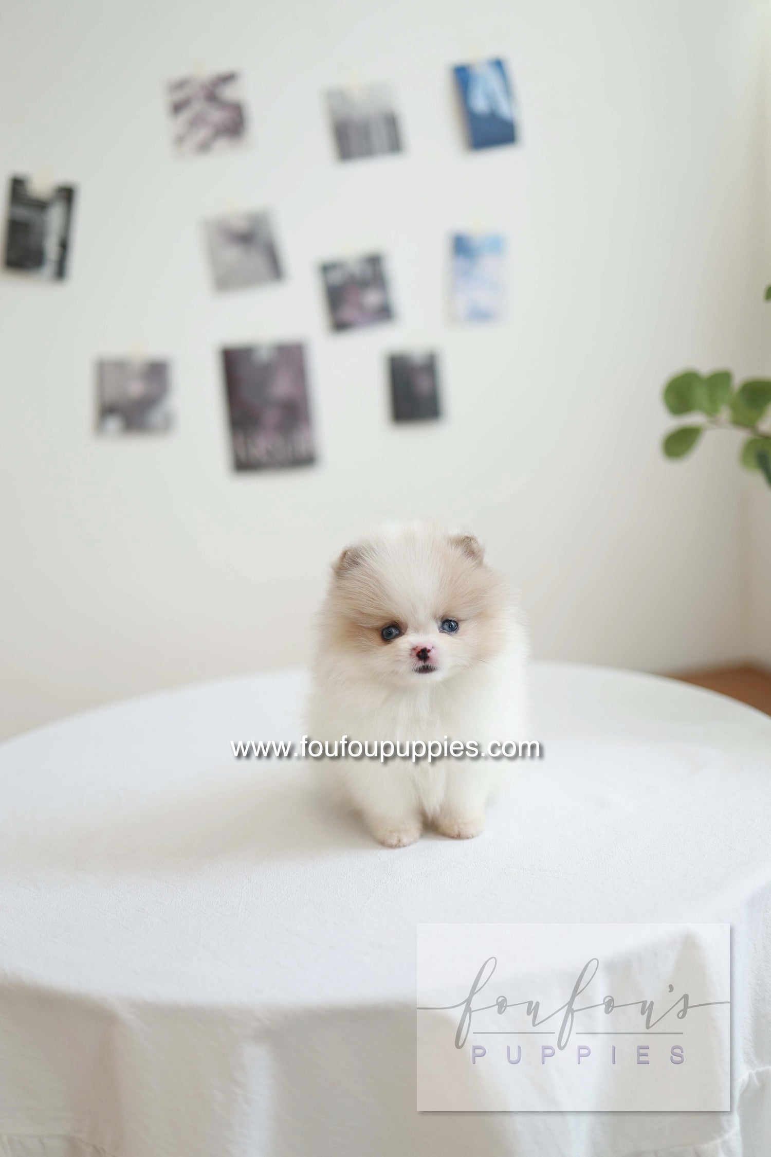Star - Pomeranian F.