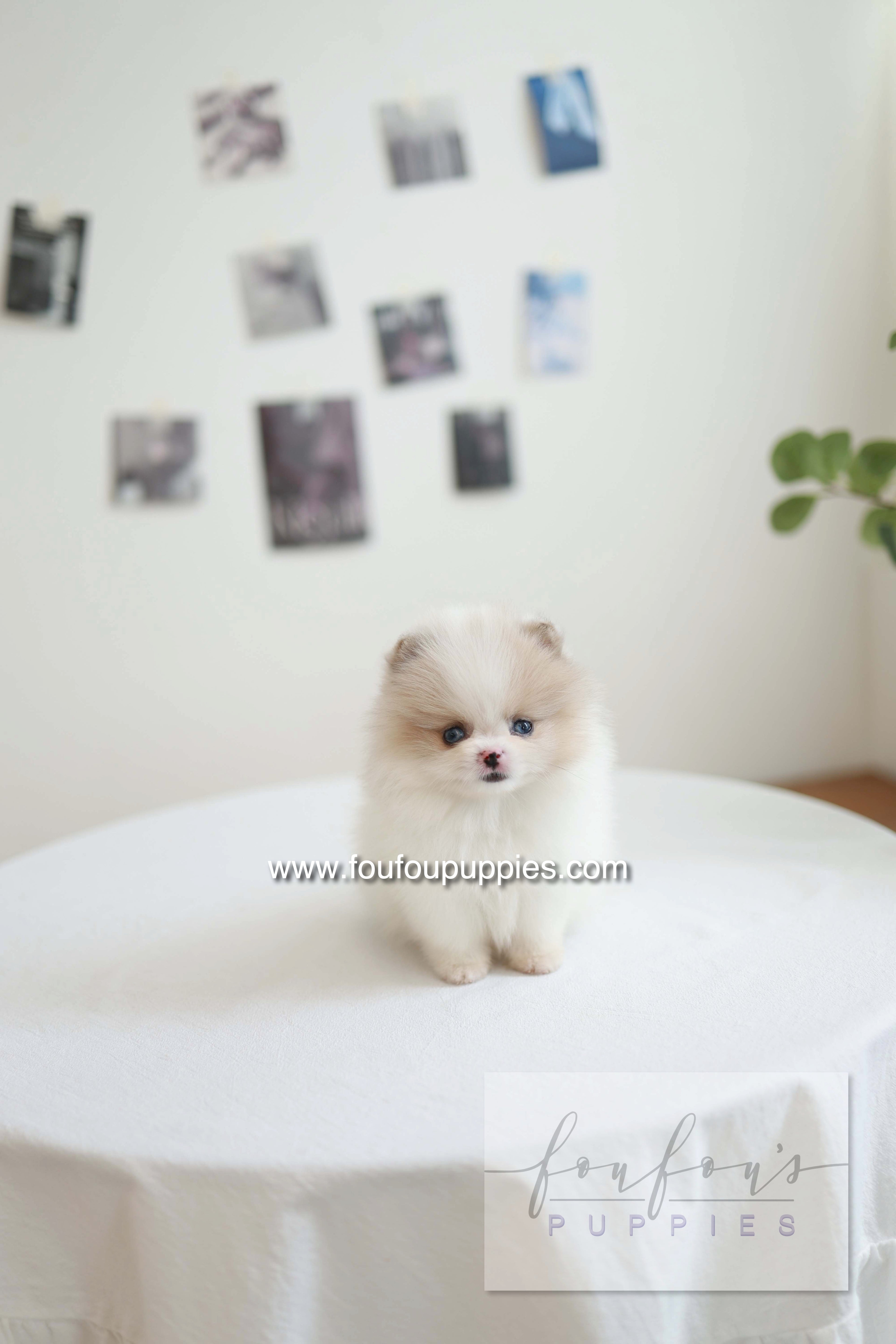 Star - Pomeranian F.