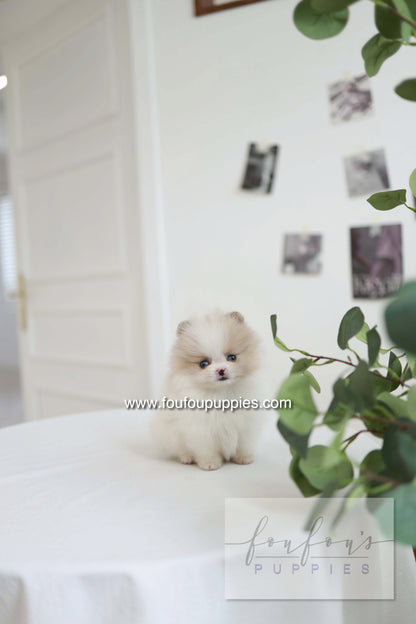 Star - Pomeranian F.