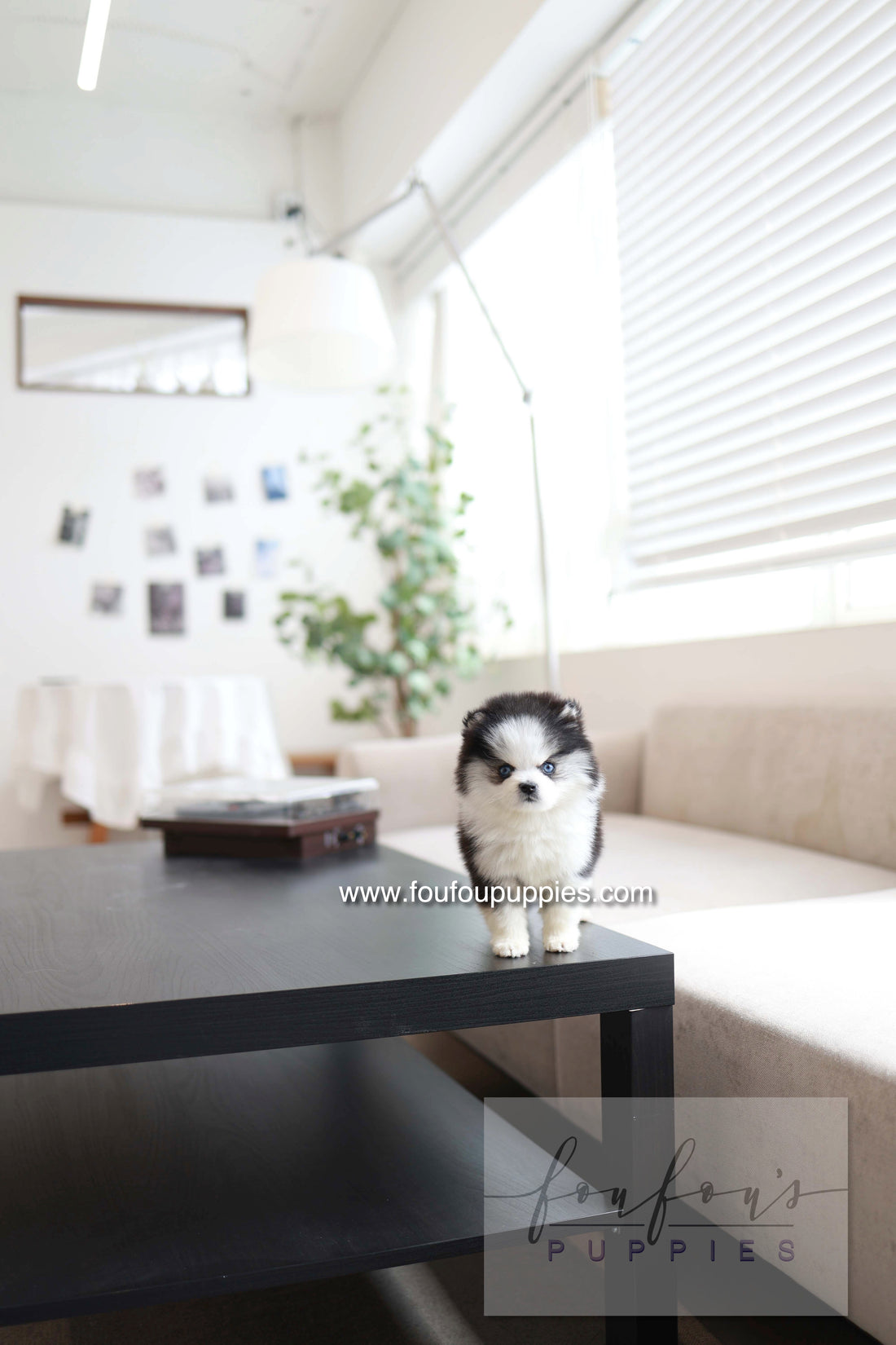 Minka - Pomsky F.