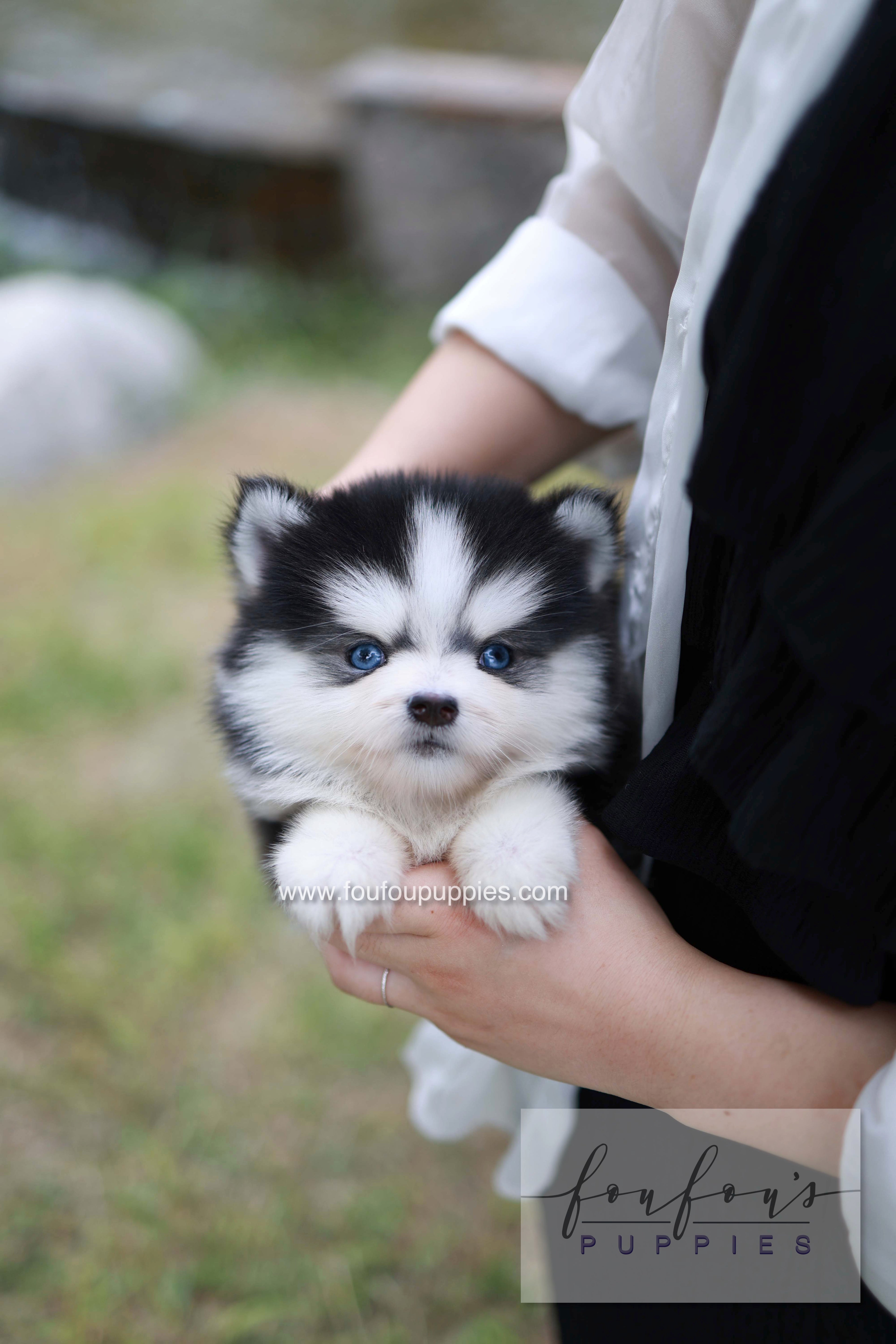 Wolfie - Pomsky F.