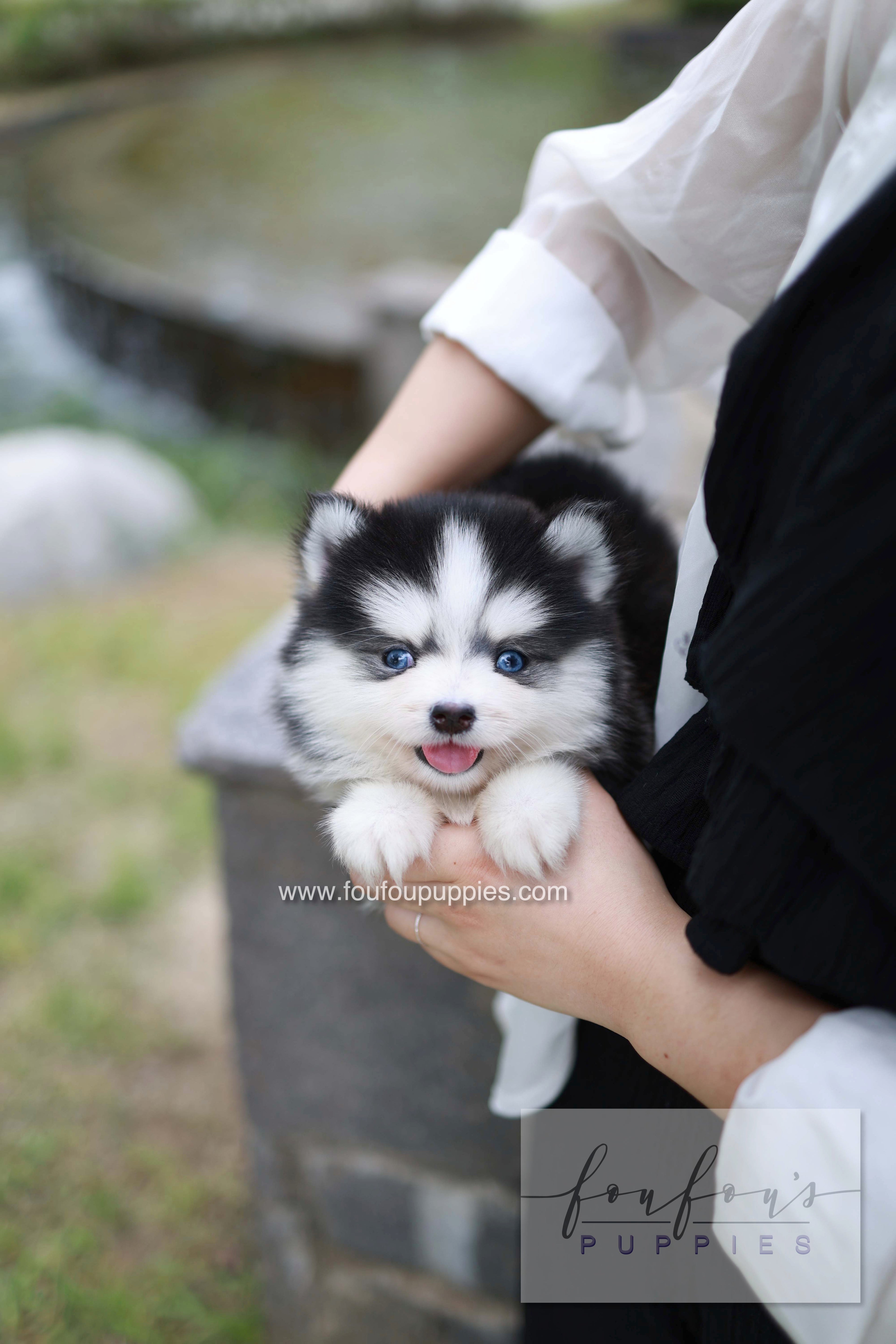 Wolfie - Pomsky F.