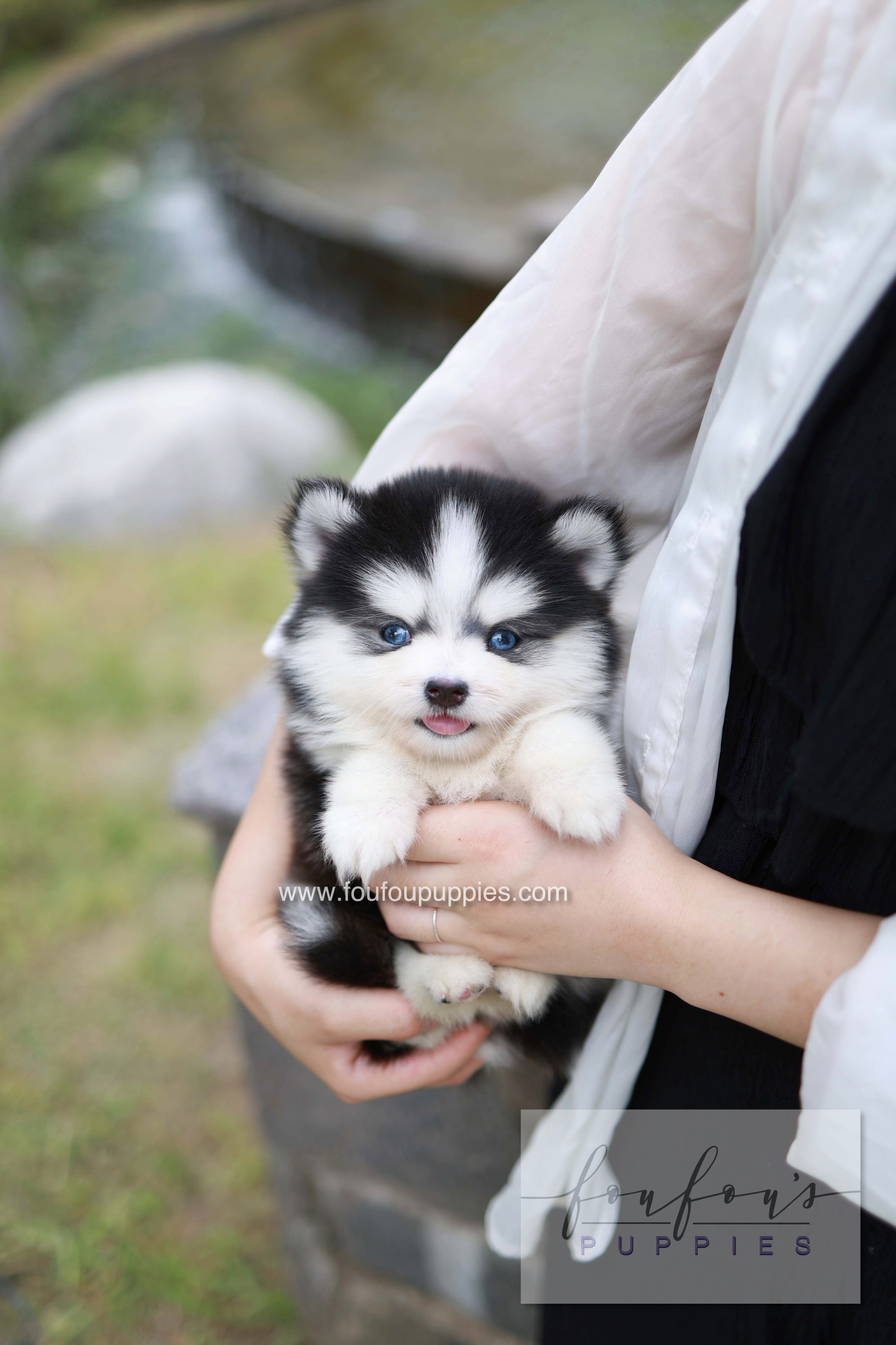 Wolfie - Pomsky F.