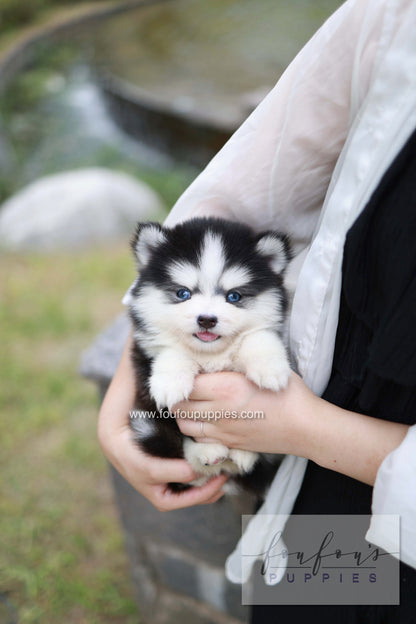 Wolfie - Pomsky F.