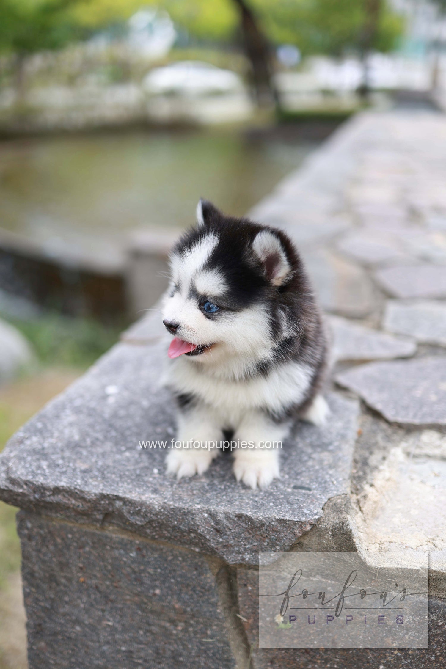Wolfie - Pomsky F.