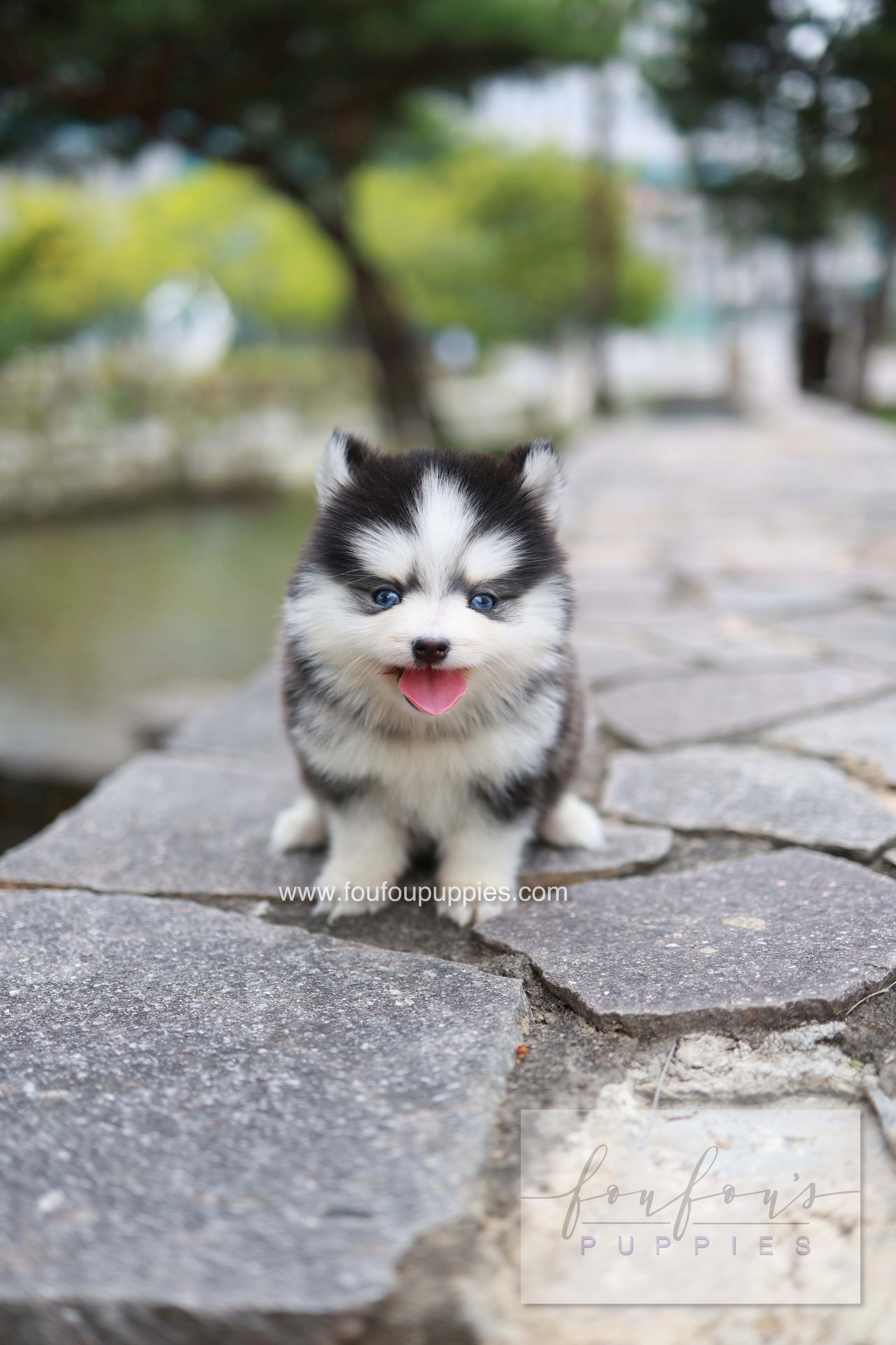 Wolfie - Pomsky F.