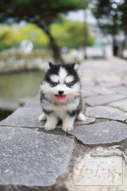 Wolfie - Pomsky F.