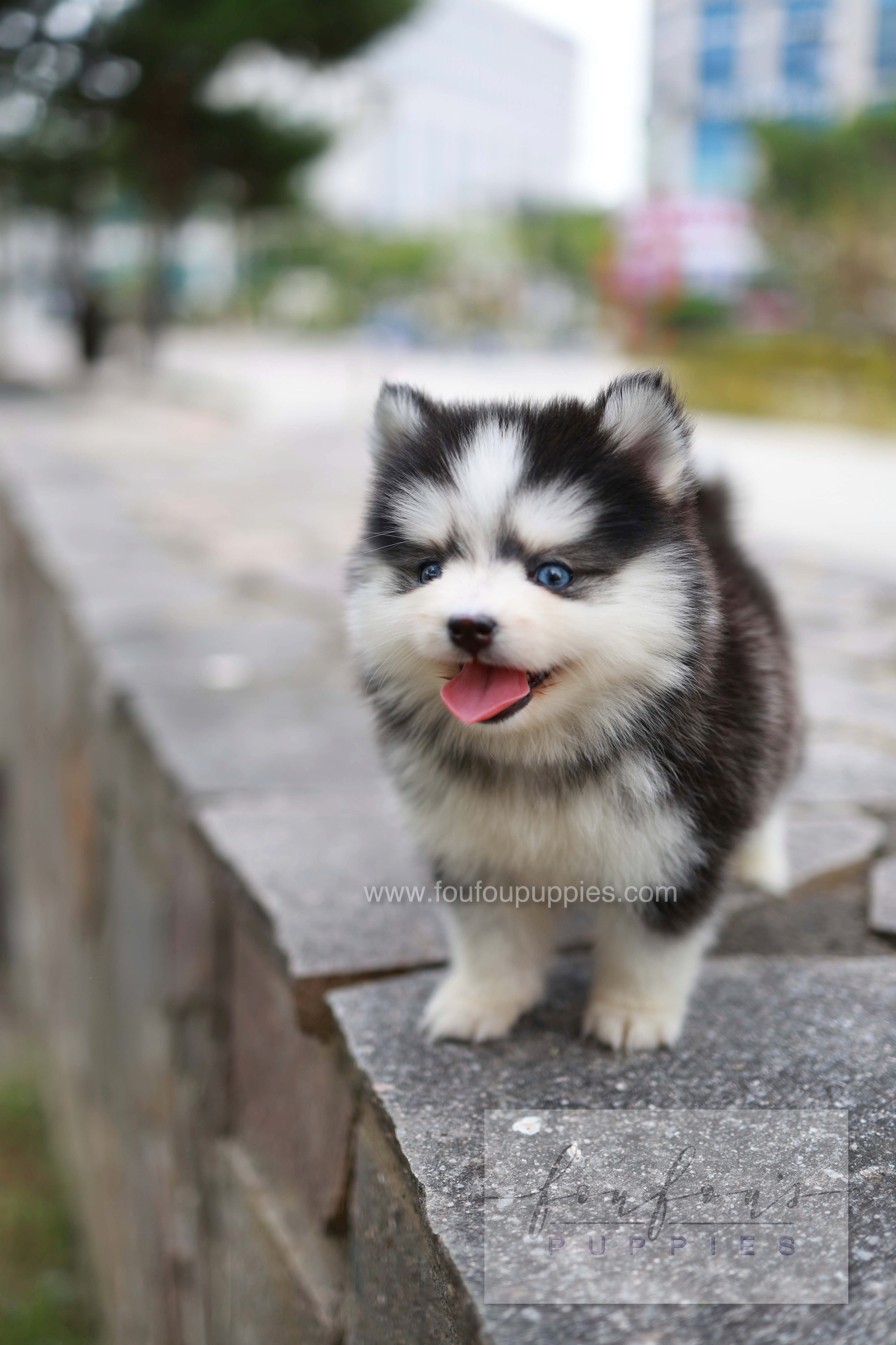 Wolfie - Pomsky F.