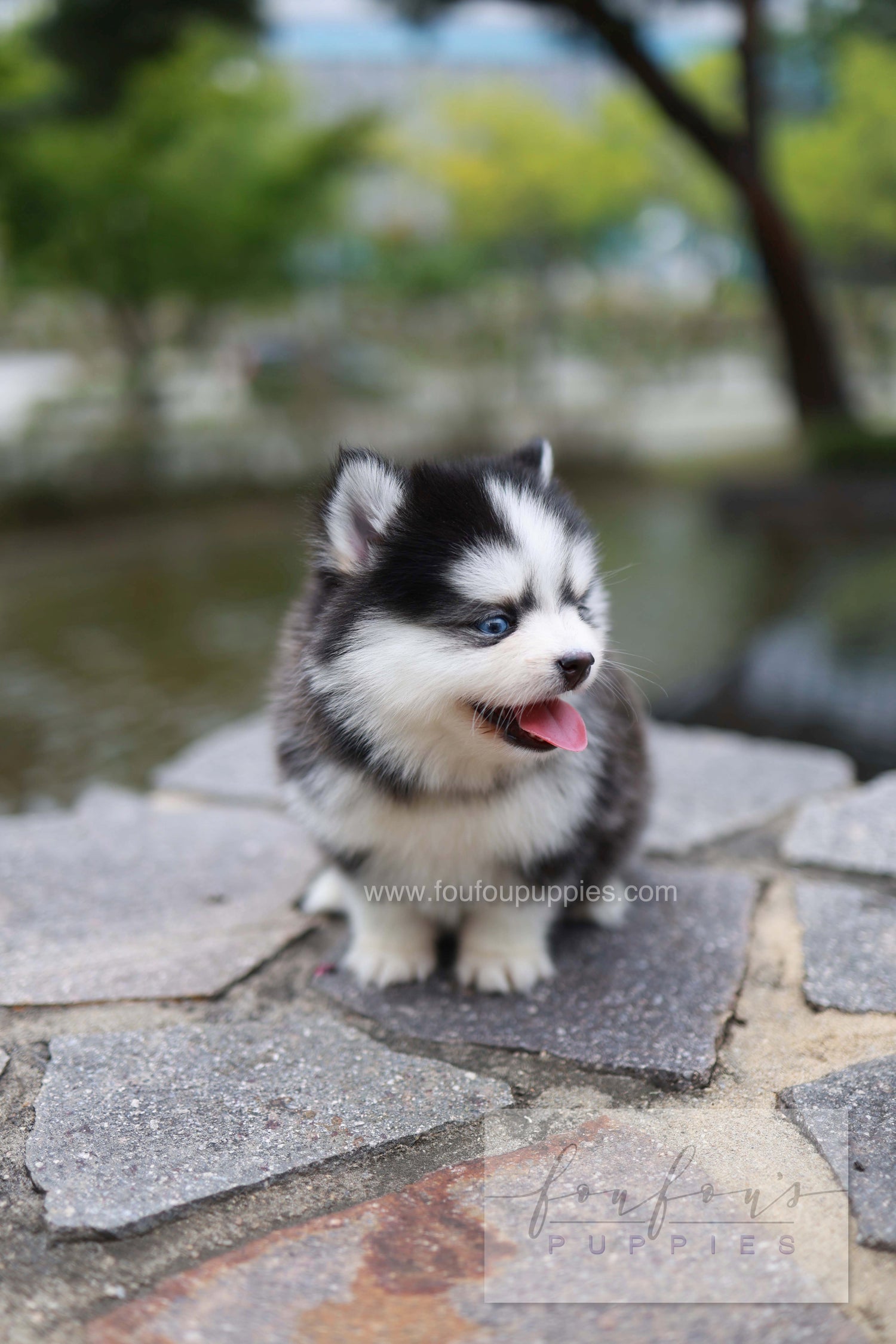 Wolfie - Pomsky F.