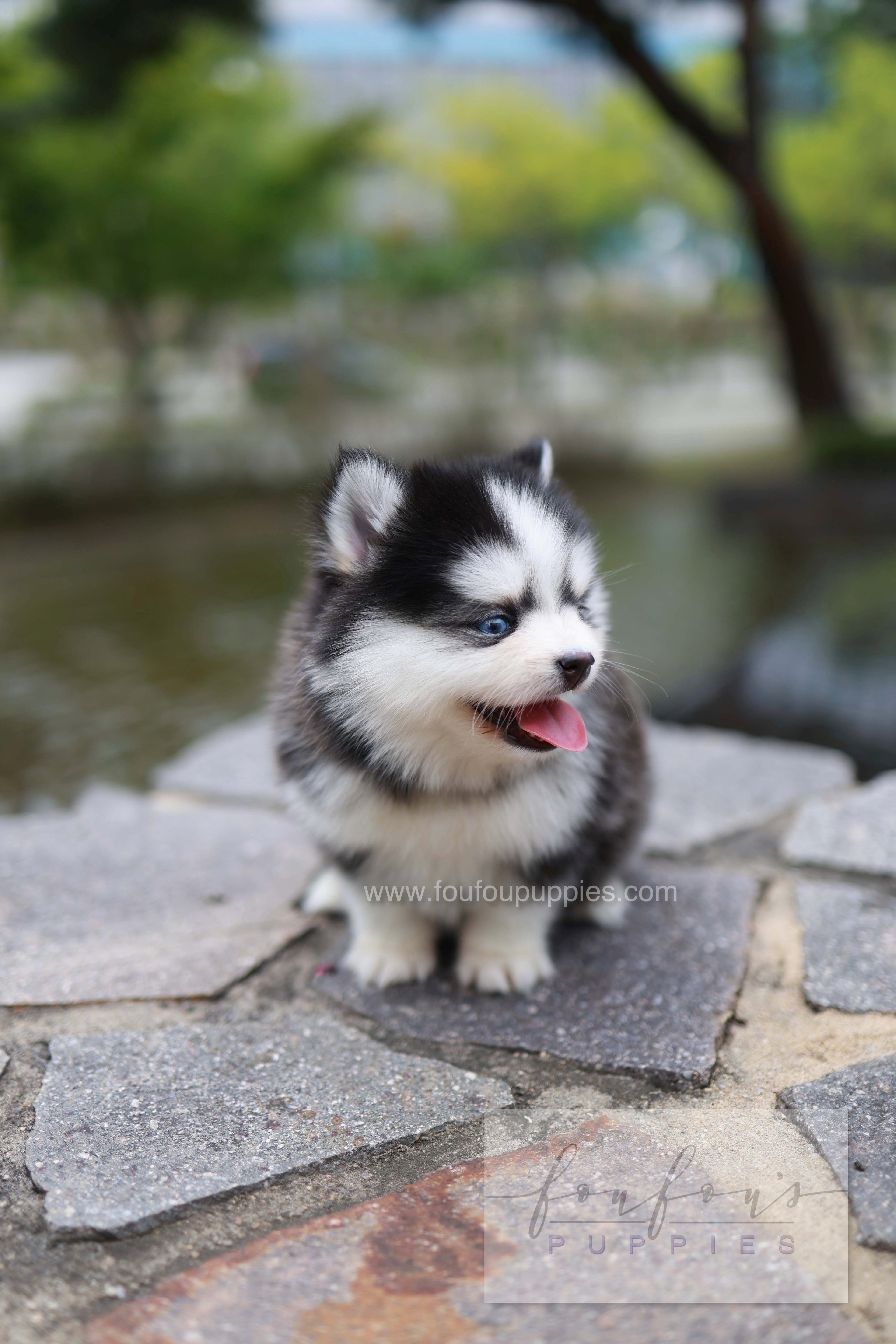 Wolfie - Pomsky F.