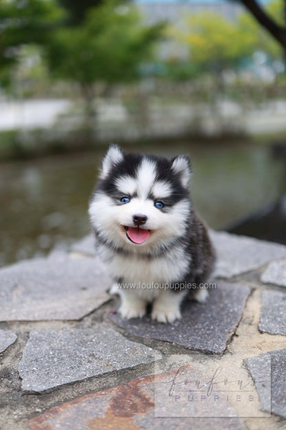 Wolfie - Pomsky F.