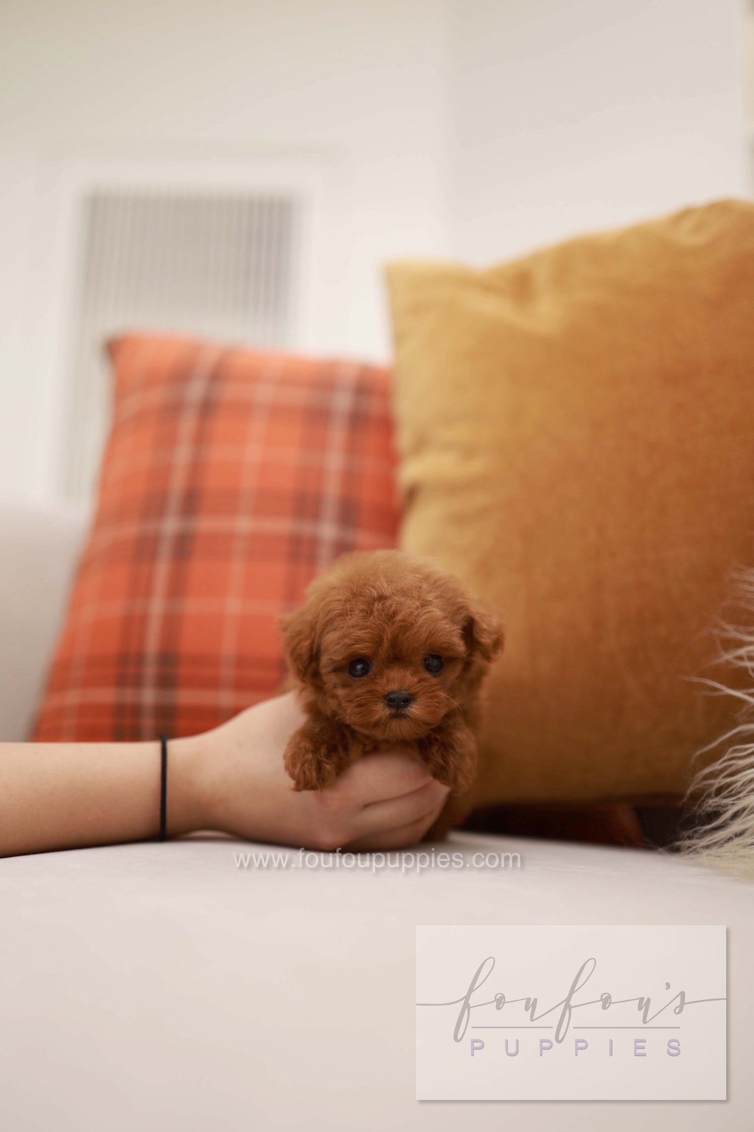Rouge - Poodle F.