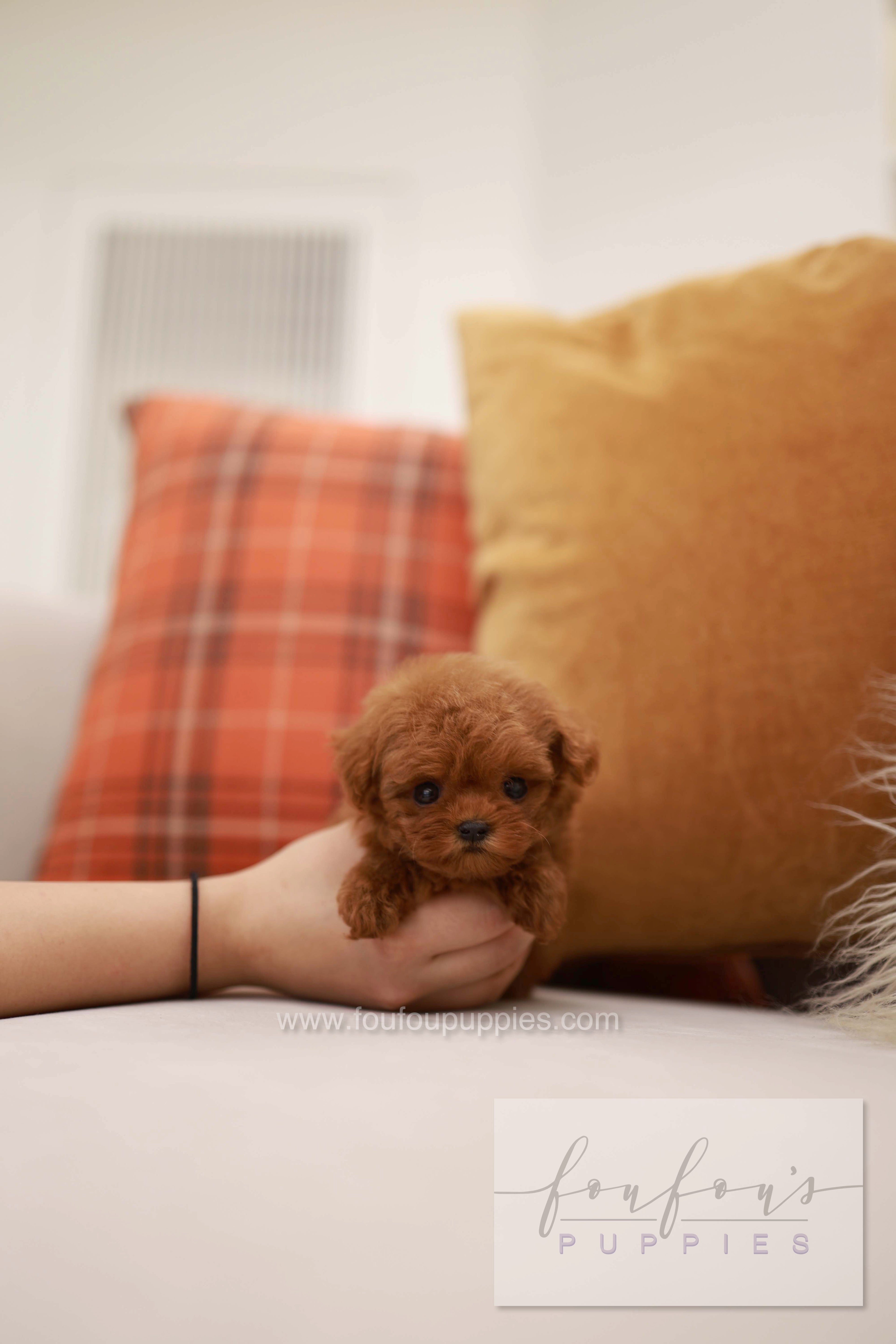 Rouge - Poodle F.