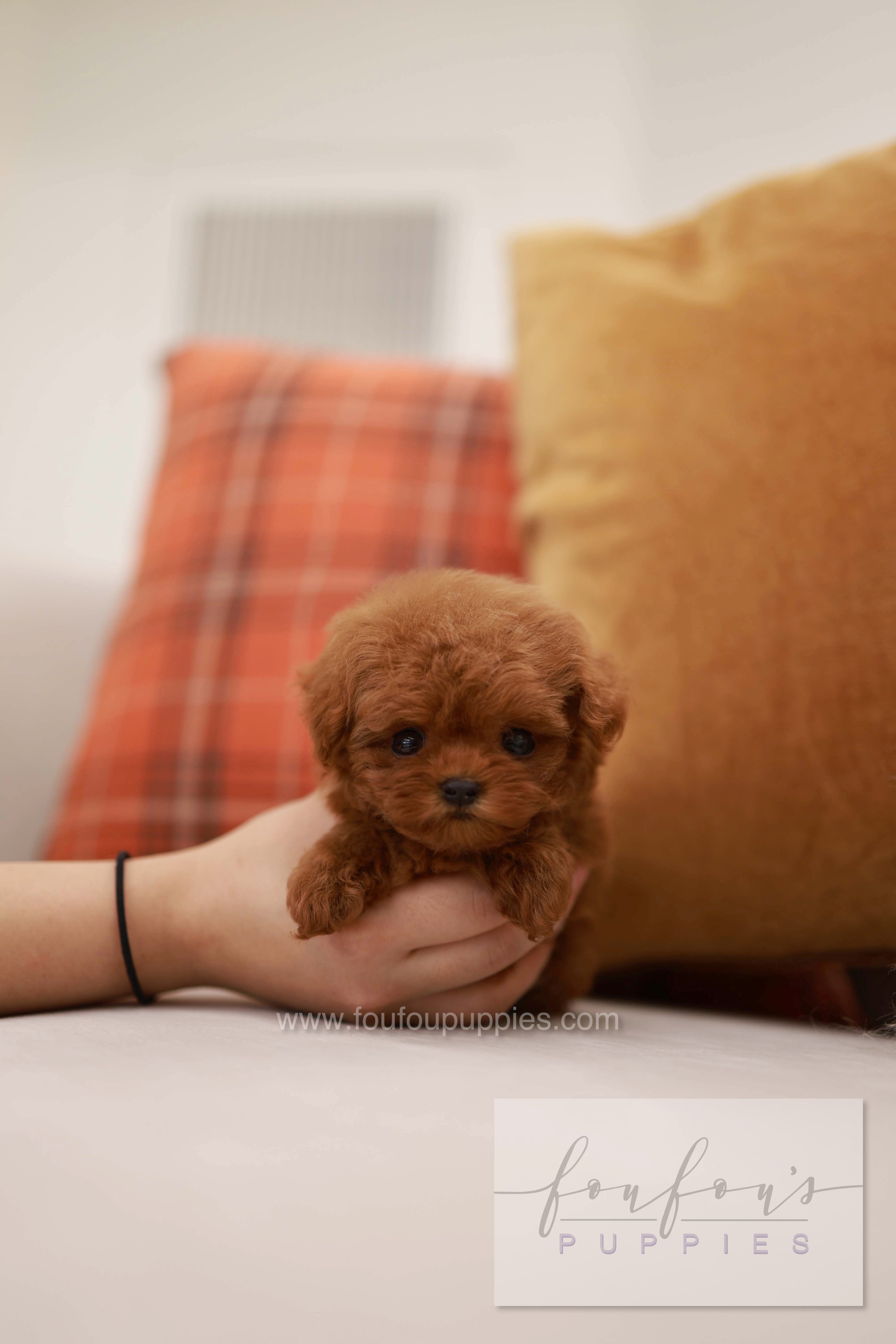 Rouge - Poodle F.