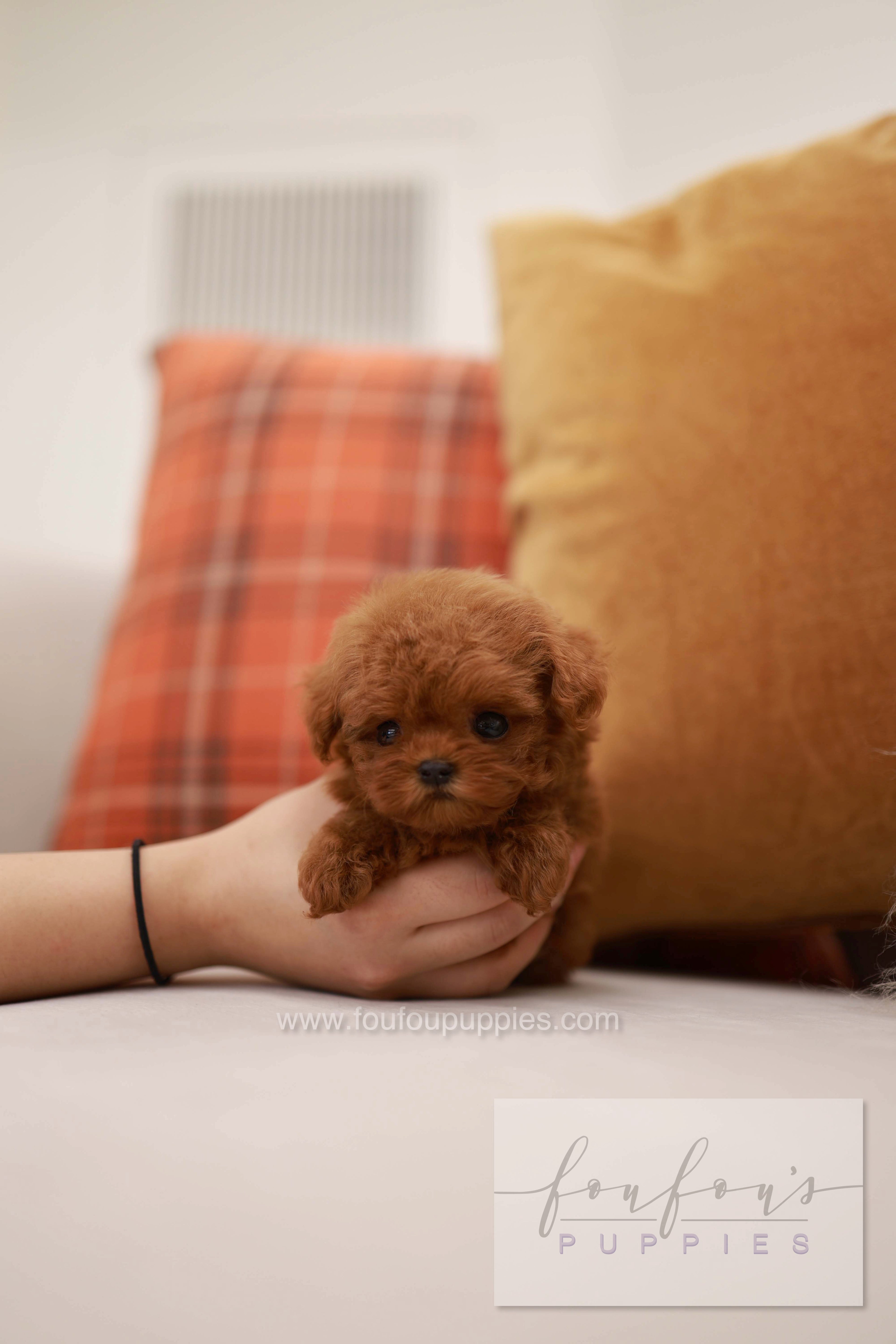 Rouge - Poodle F.