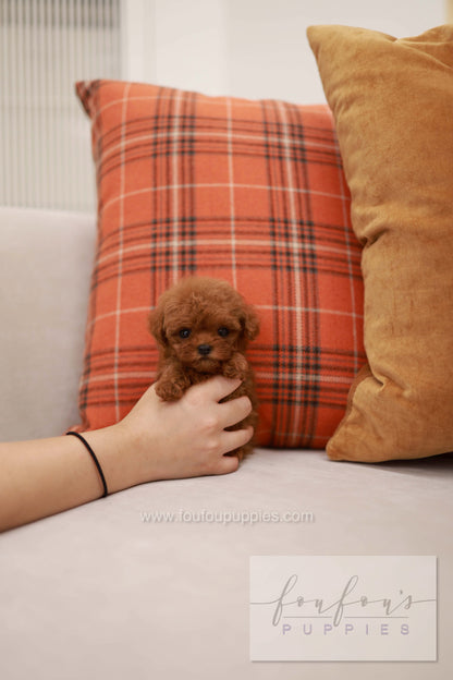 Rouge - Poodle F.