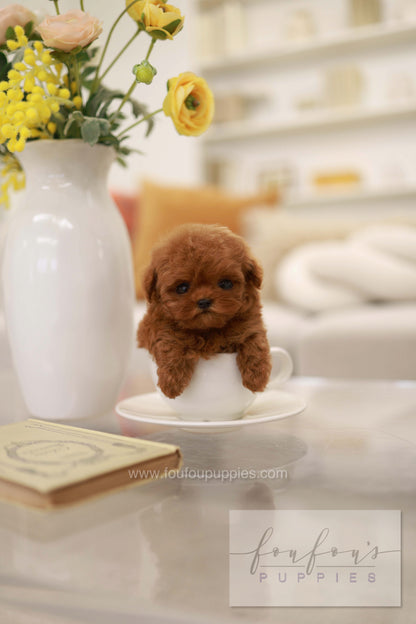 Rouge - Poodle F.