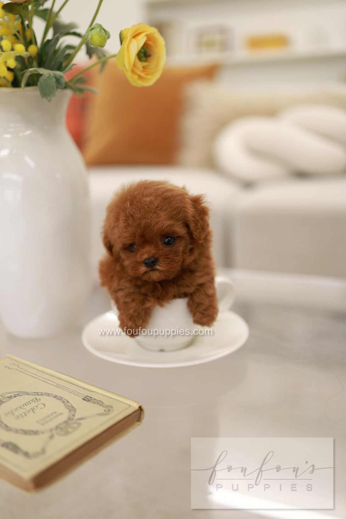 Rouge - Poodle F.