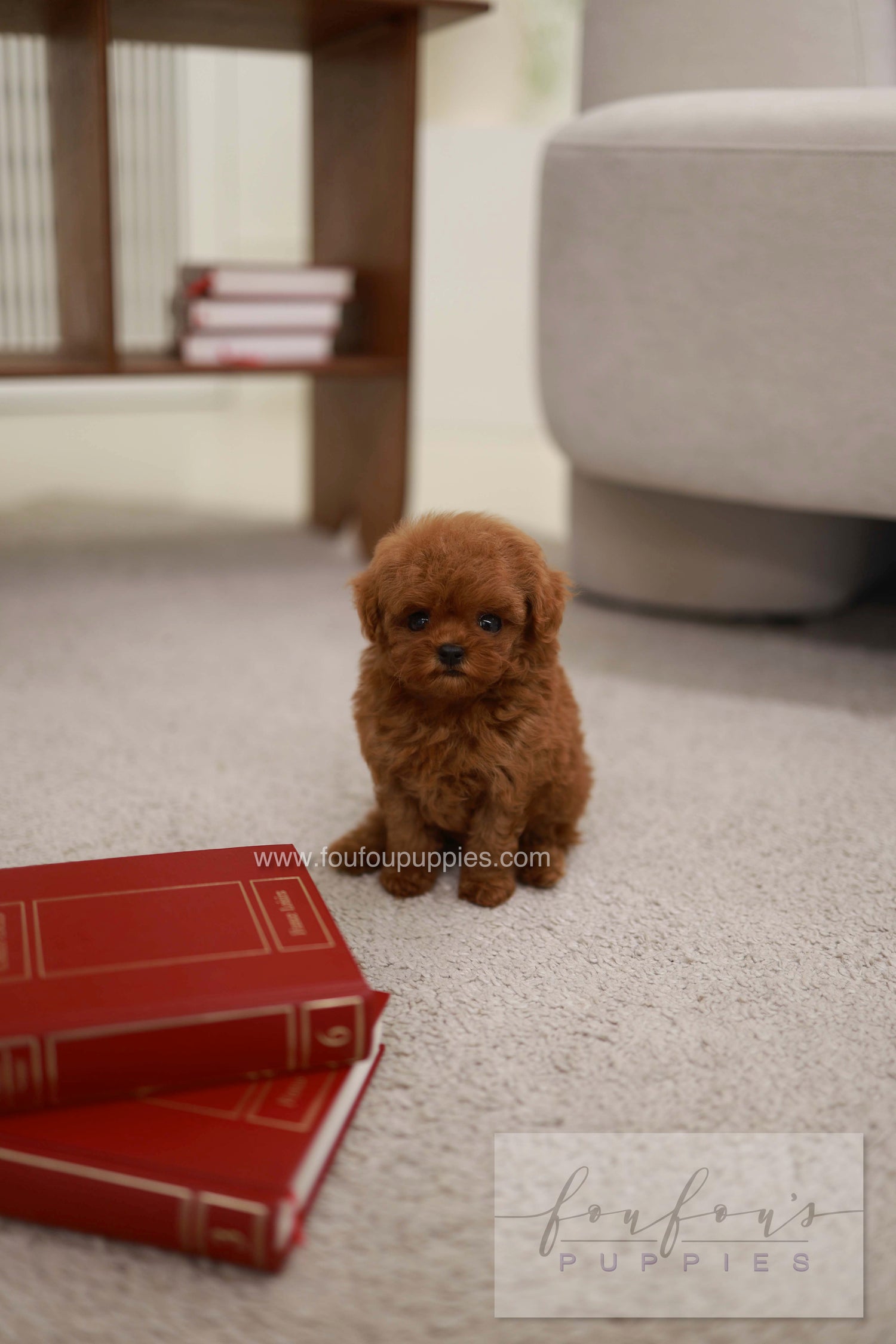 Rouge - Poodle F.