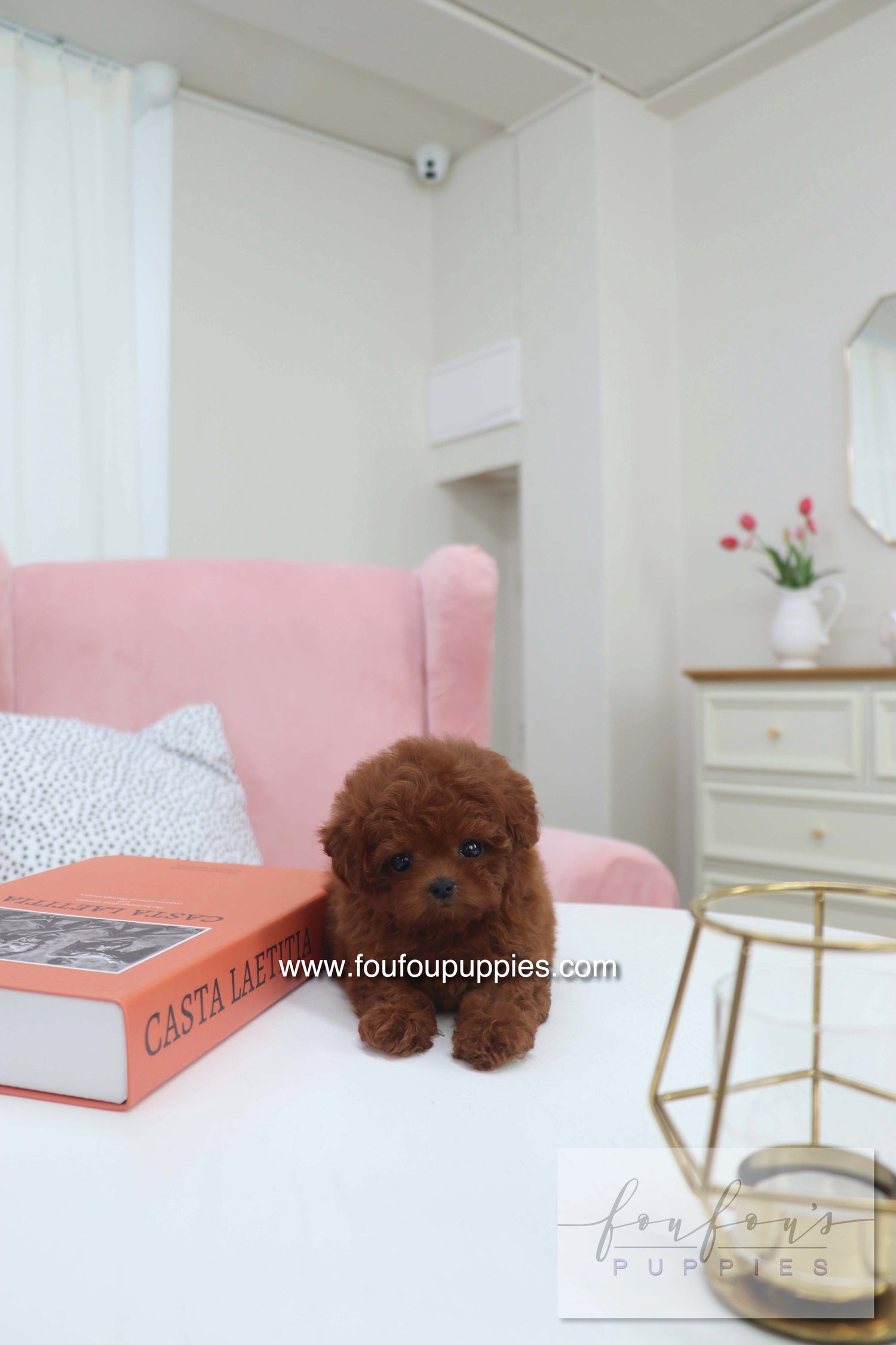 Mimi - Poodle F.