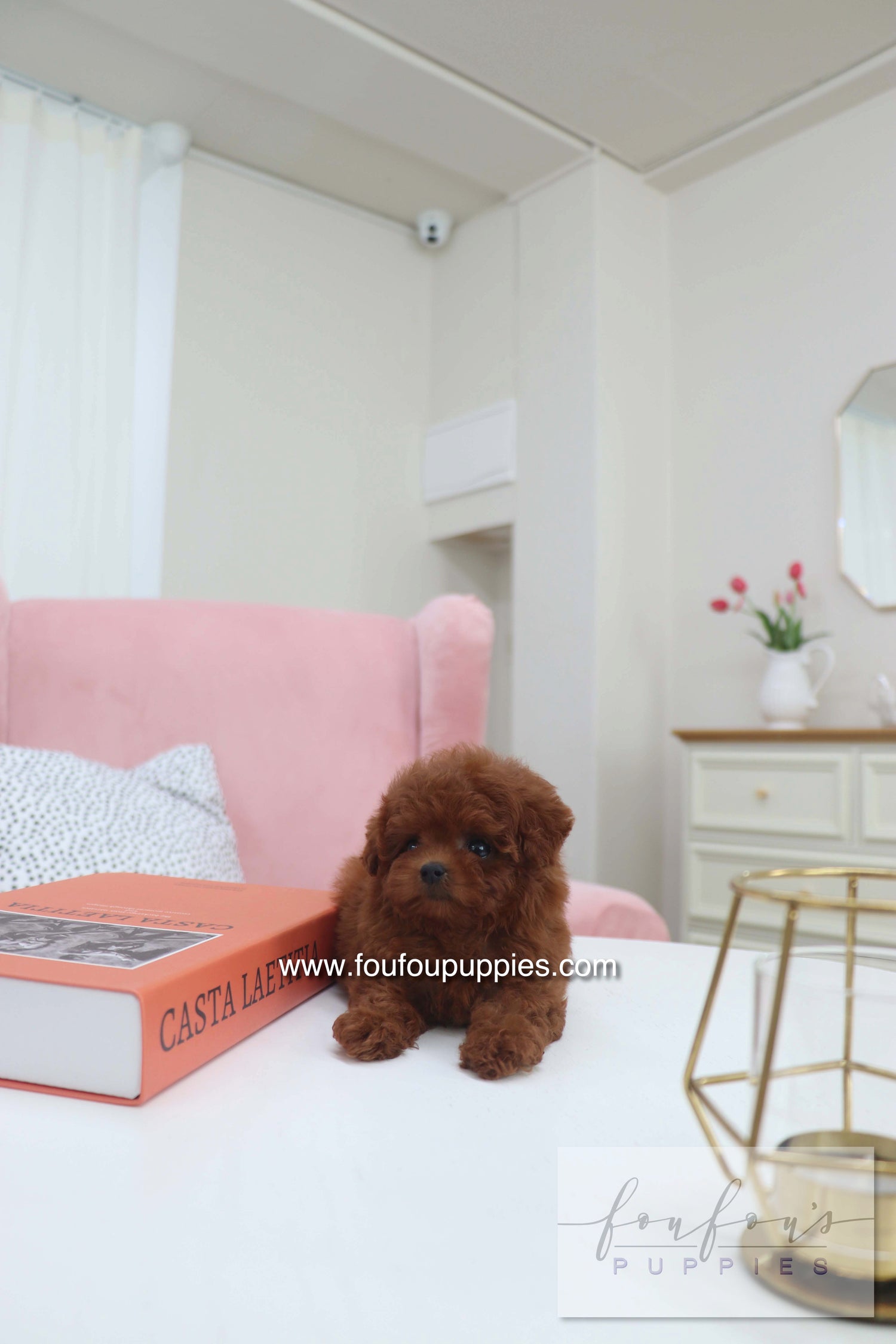 Mimi - Poodle F.