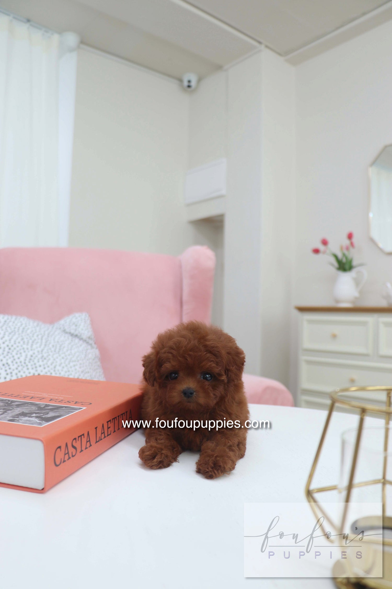 Mimi - Poodle F.
