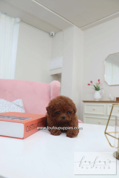 Mimi - Poodle F.