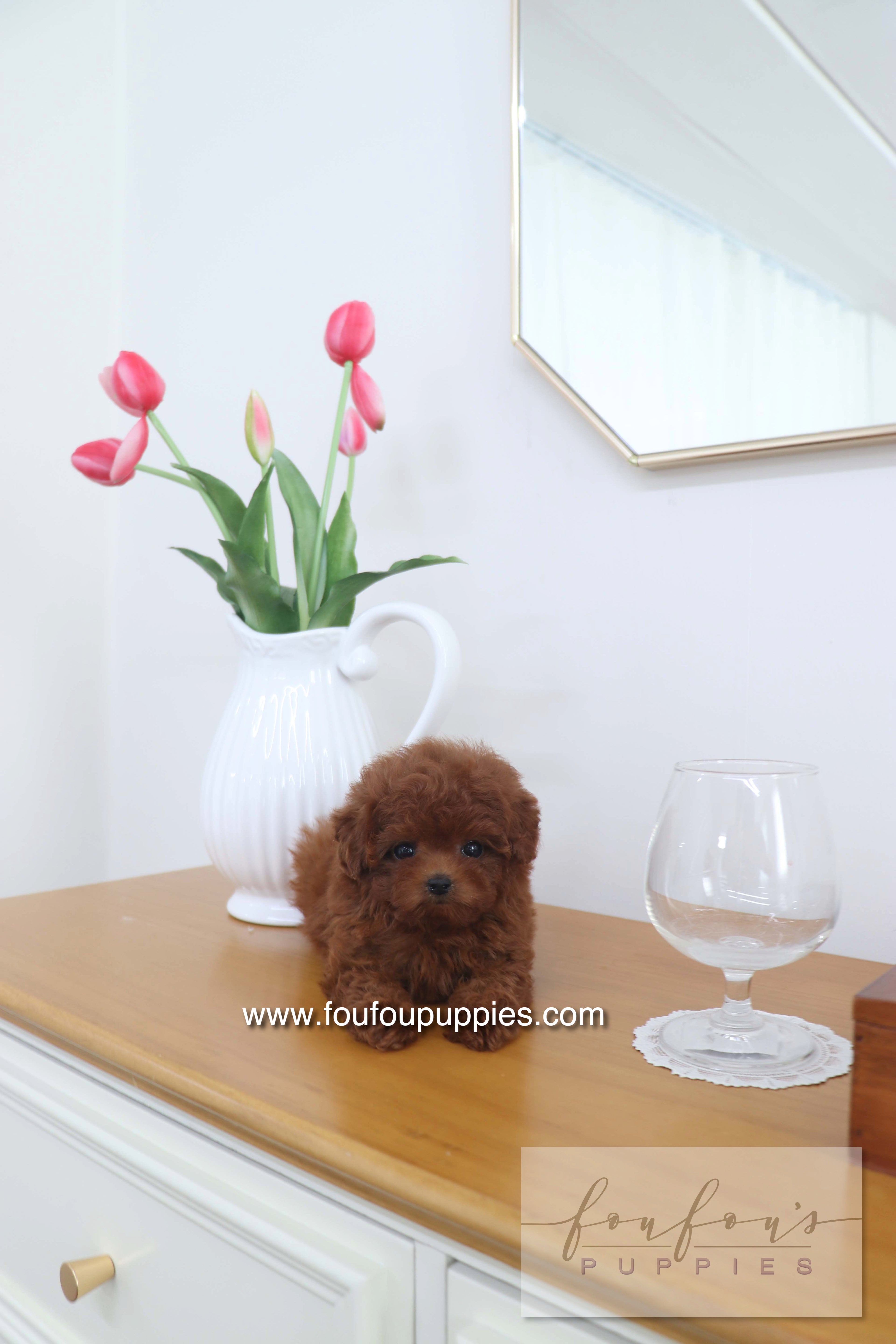 Mimi - Poodle F.