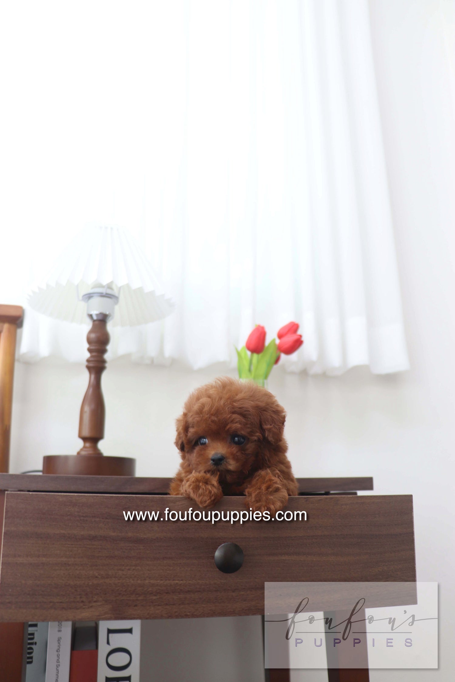 Mimi - Poodle F.