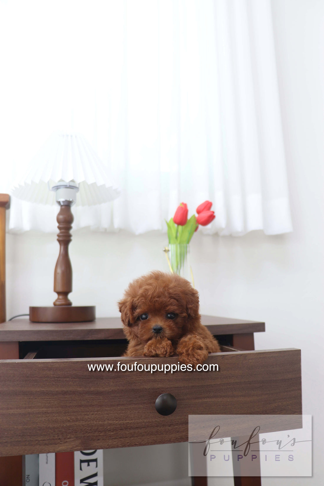 Mimi - Poodle F.