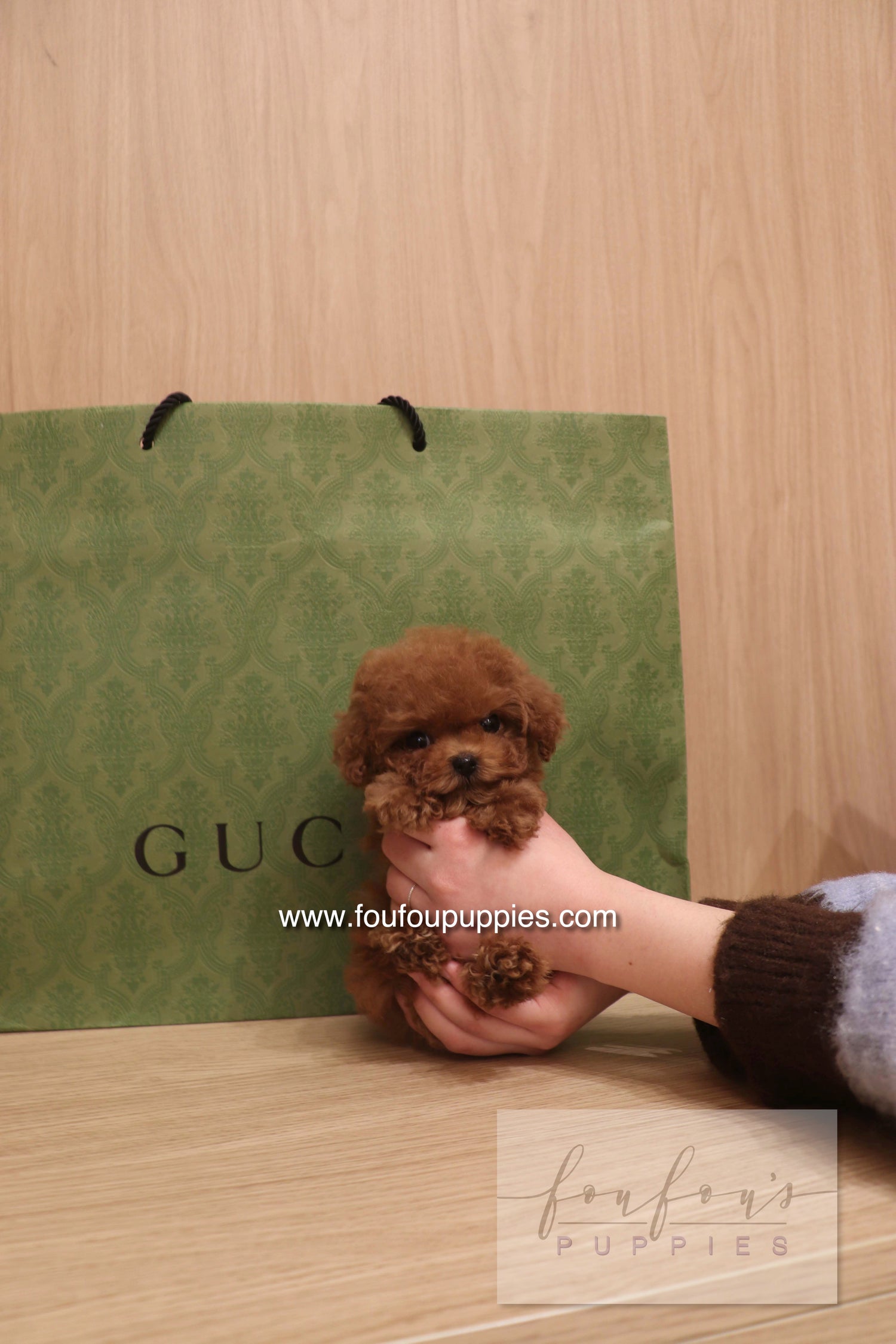 Kiko - Poodle M.