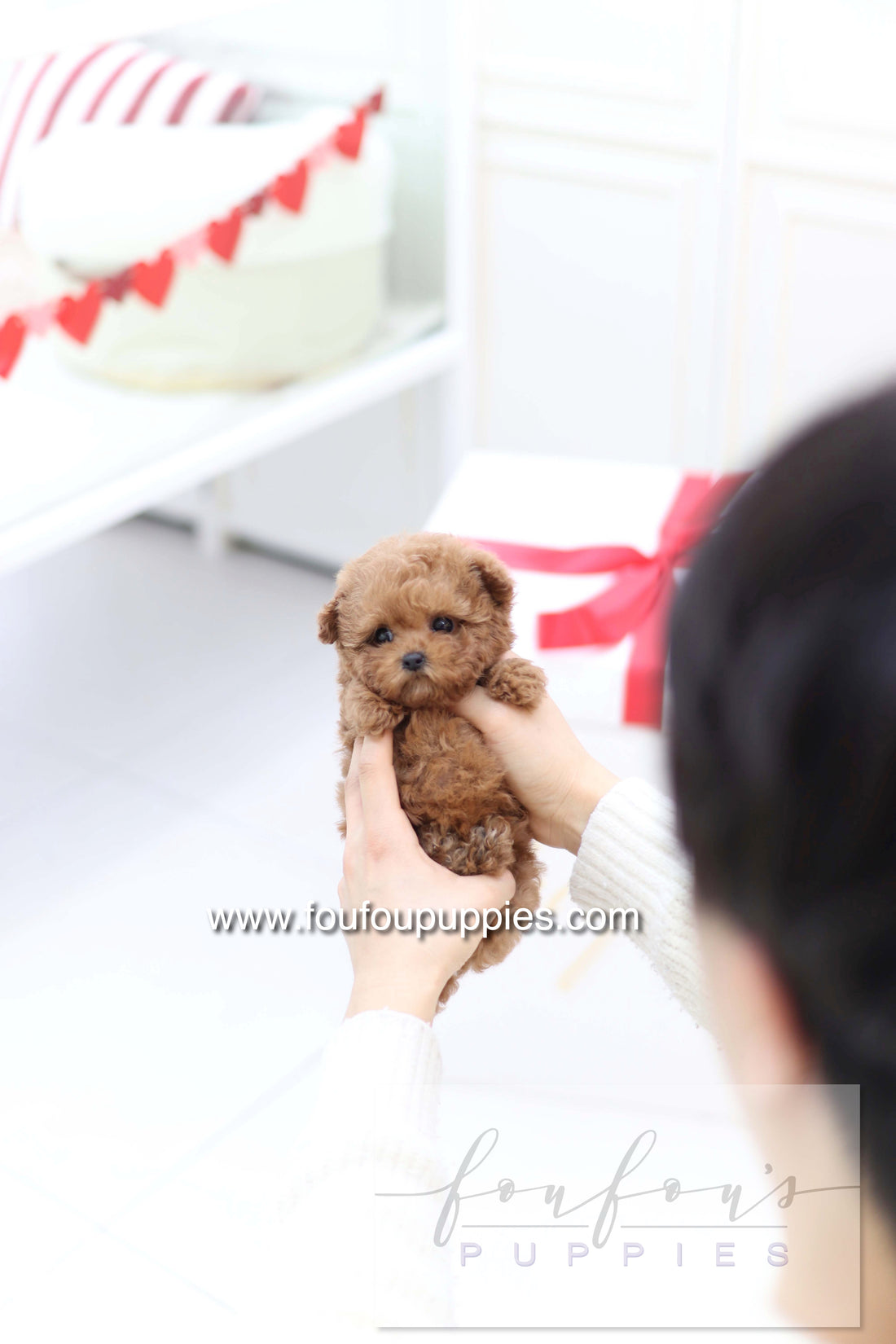 Sakura - Poodle F.