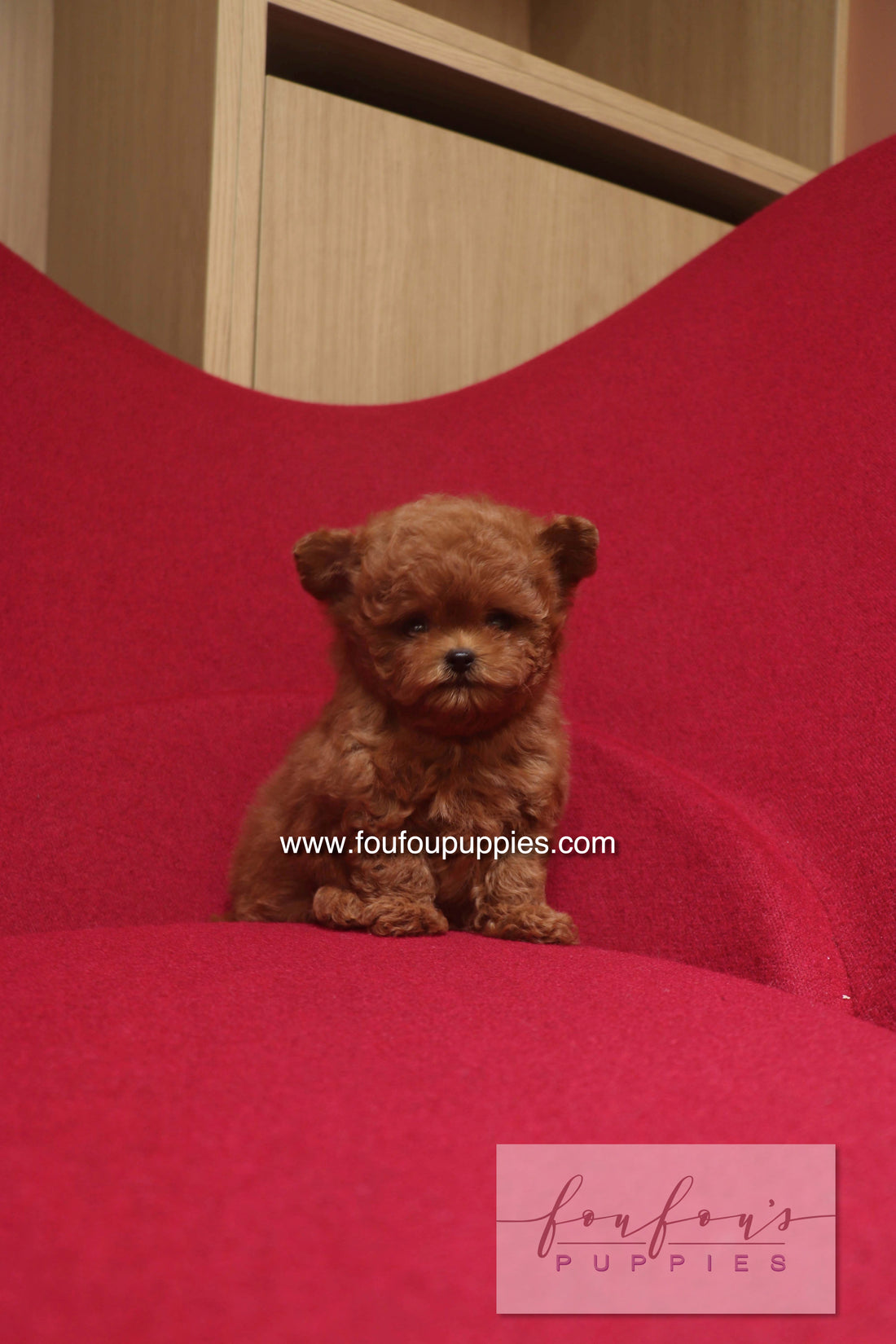 Rari - Poodle M.