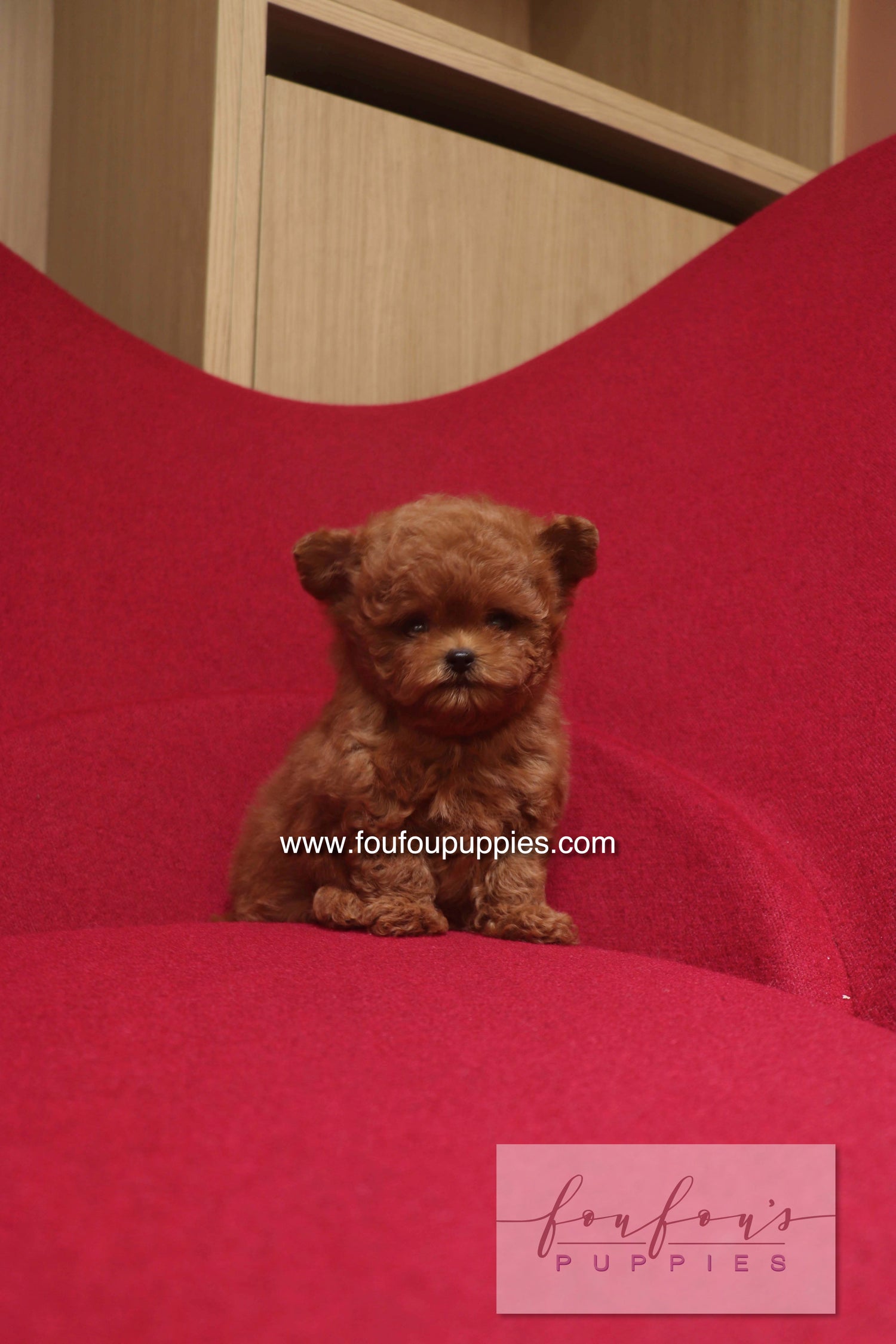 Rari - Poodle M.