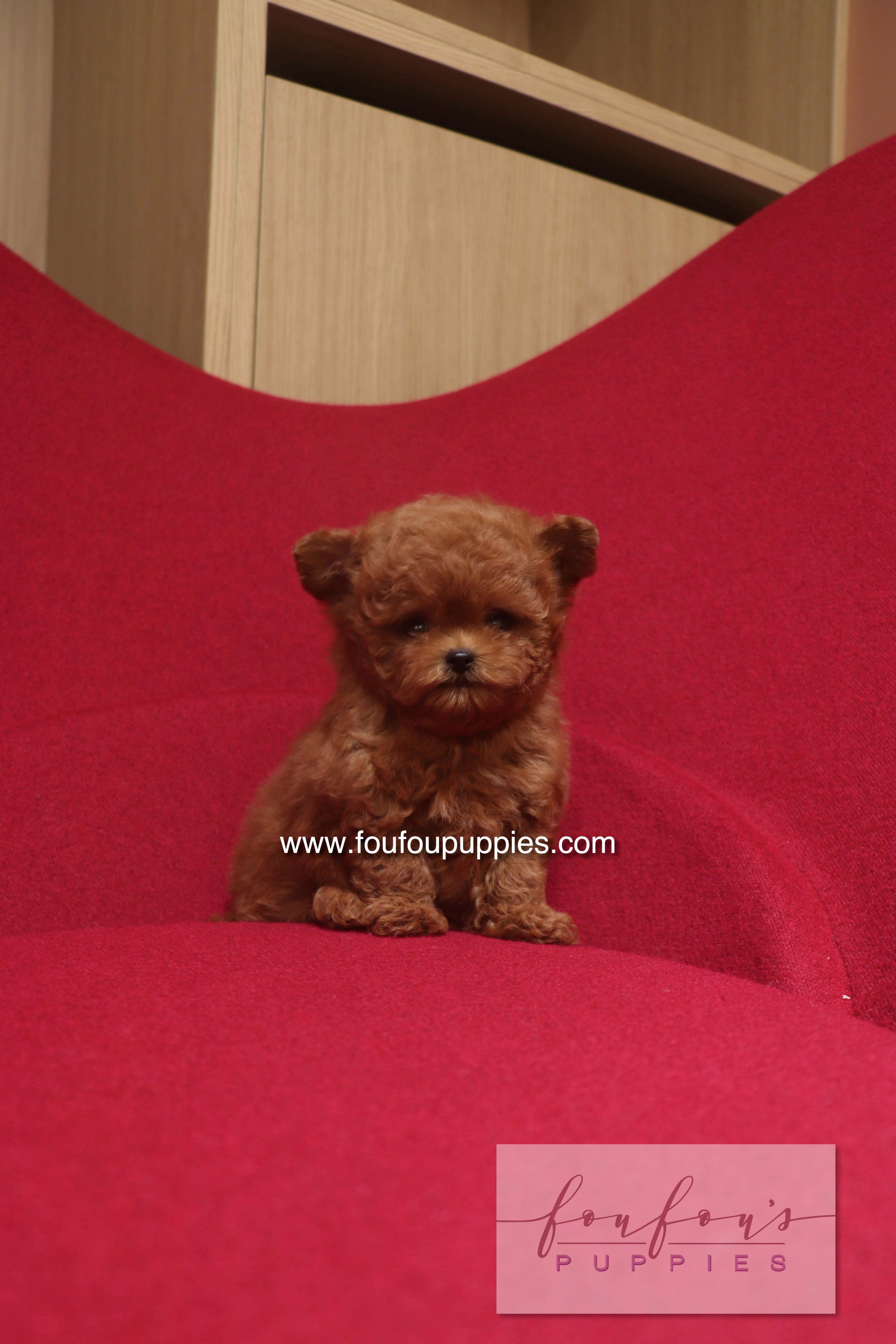 Rari - Poodle M.