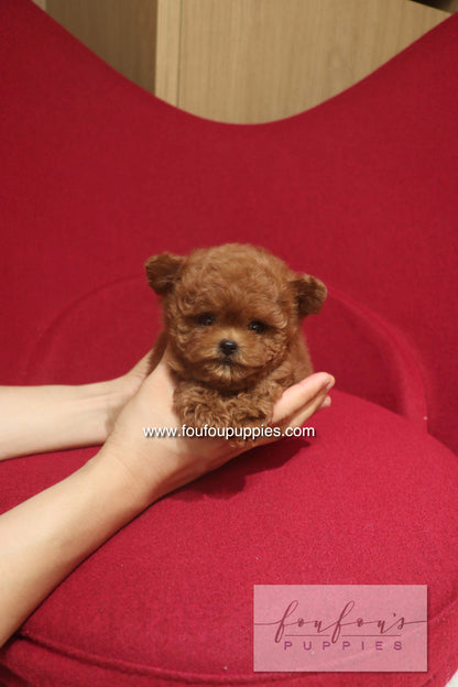 Rari - Poodle M.