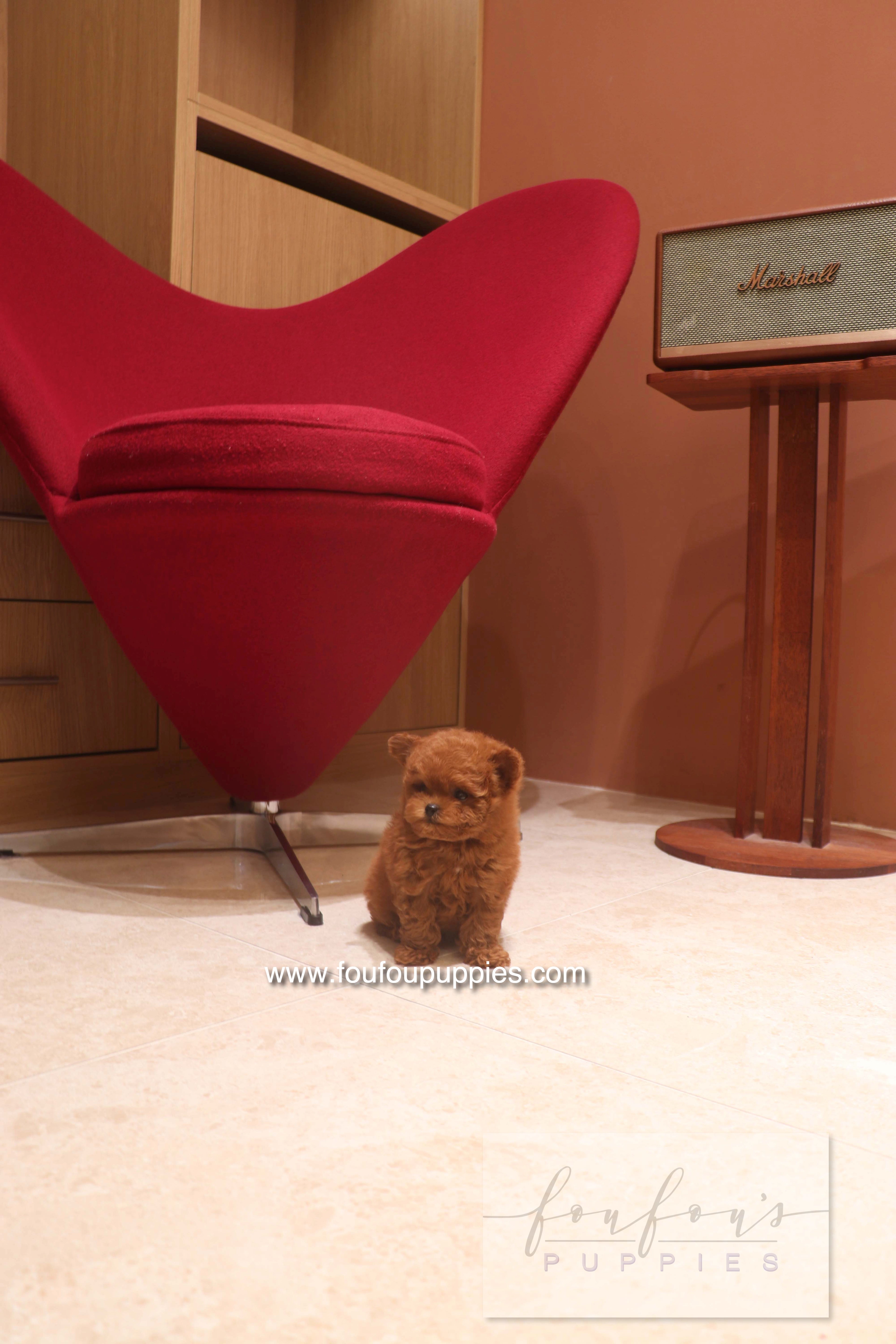 Rari - Poodle M.