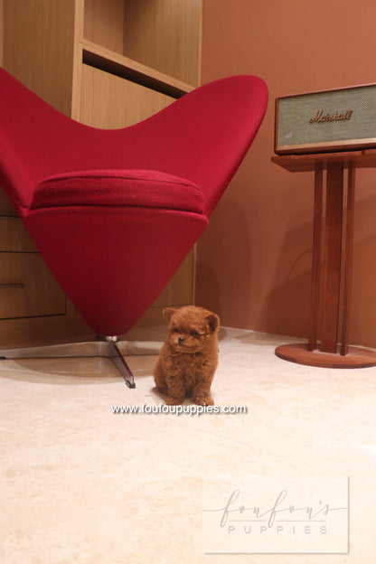 Rari - Poodle M.