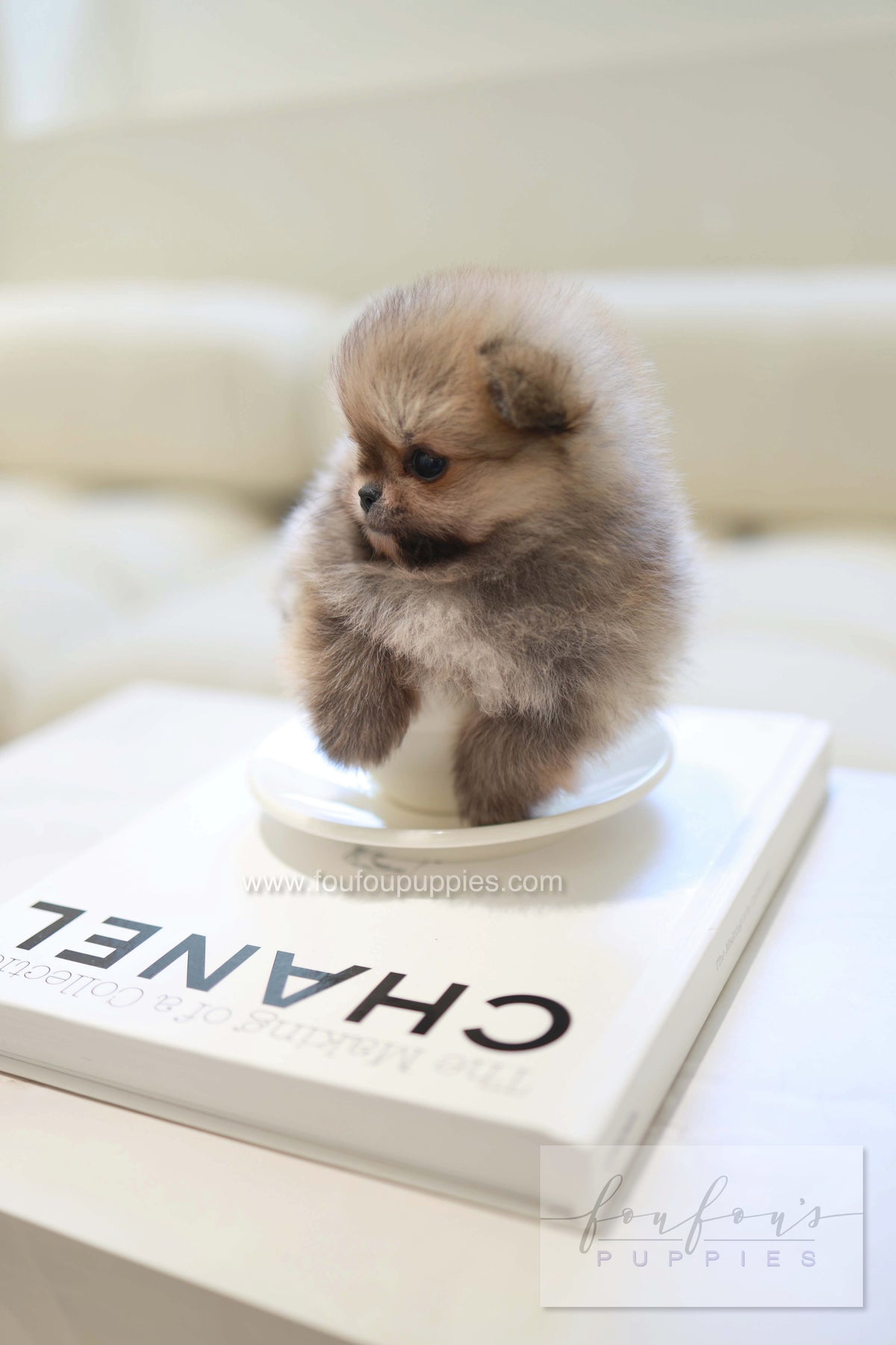 Souflé - Pomeranian F.