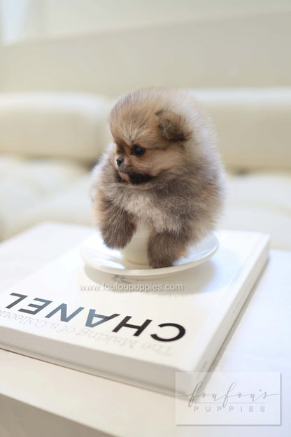 Souflé - Pomeranian F.