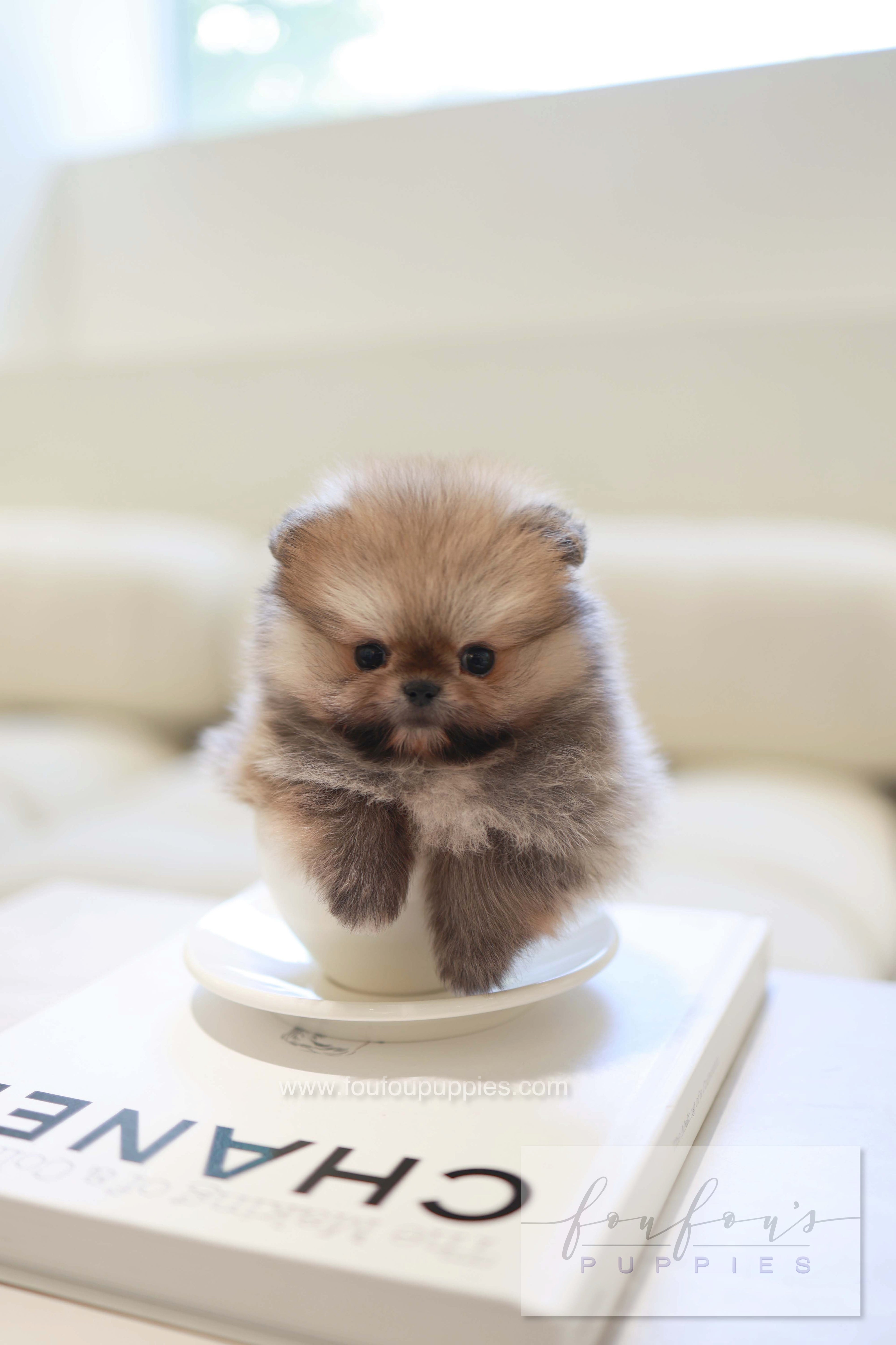 Souflé - Pomeranian F.