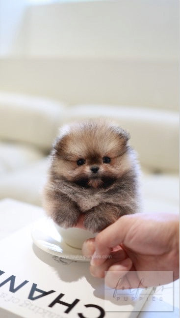 Souflé - Pomeranian F.
