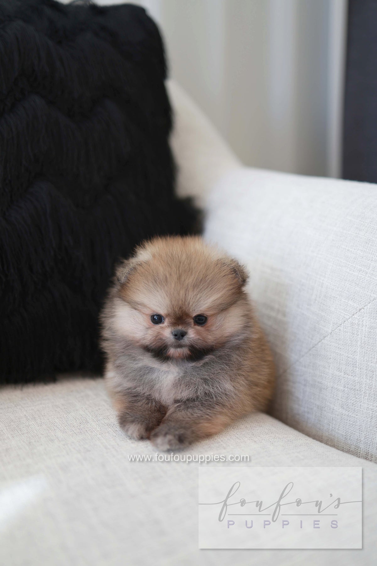 Souflé - Pomeranian F.