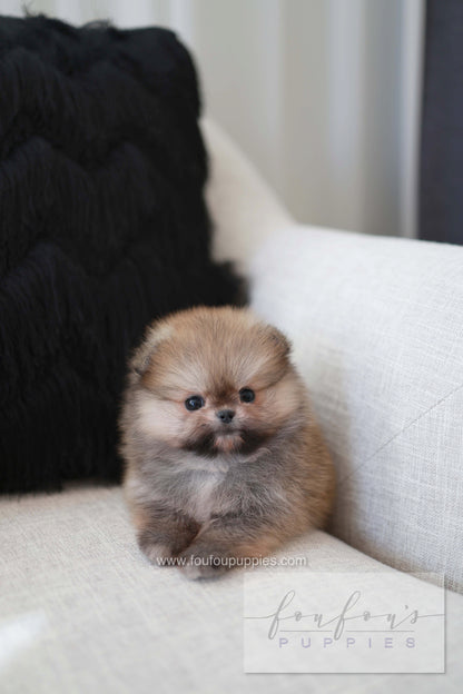 Souflé - Pomeranian F.