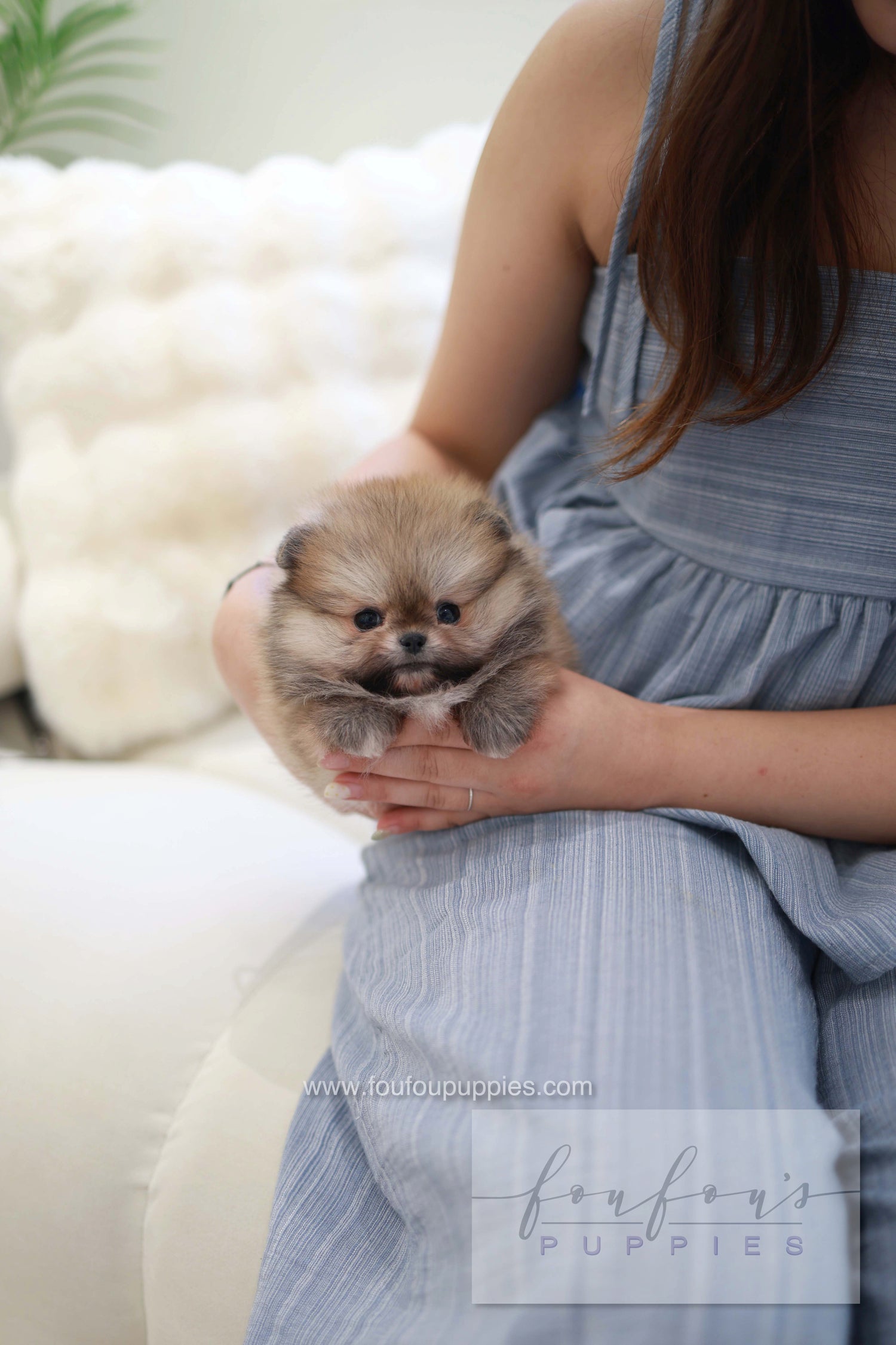 Souflé - Pomeranian F.