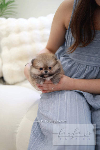 Souflé - Pomeranian F.