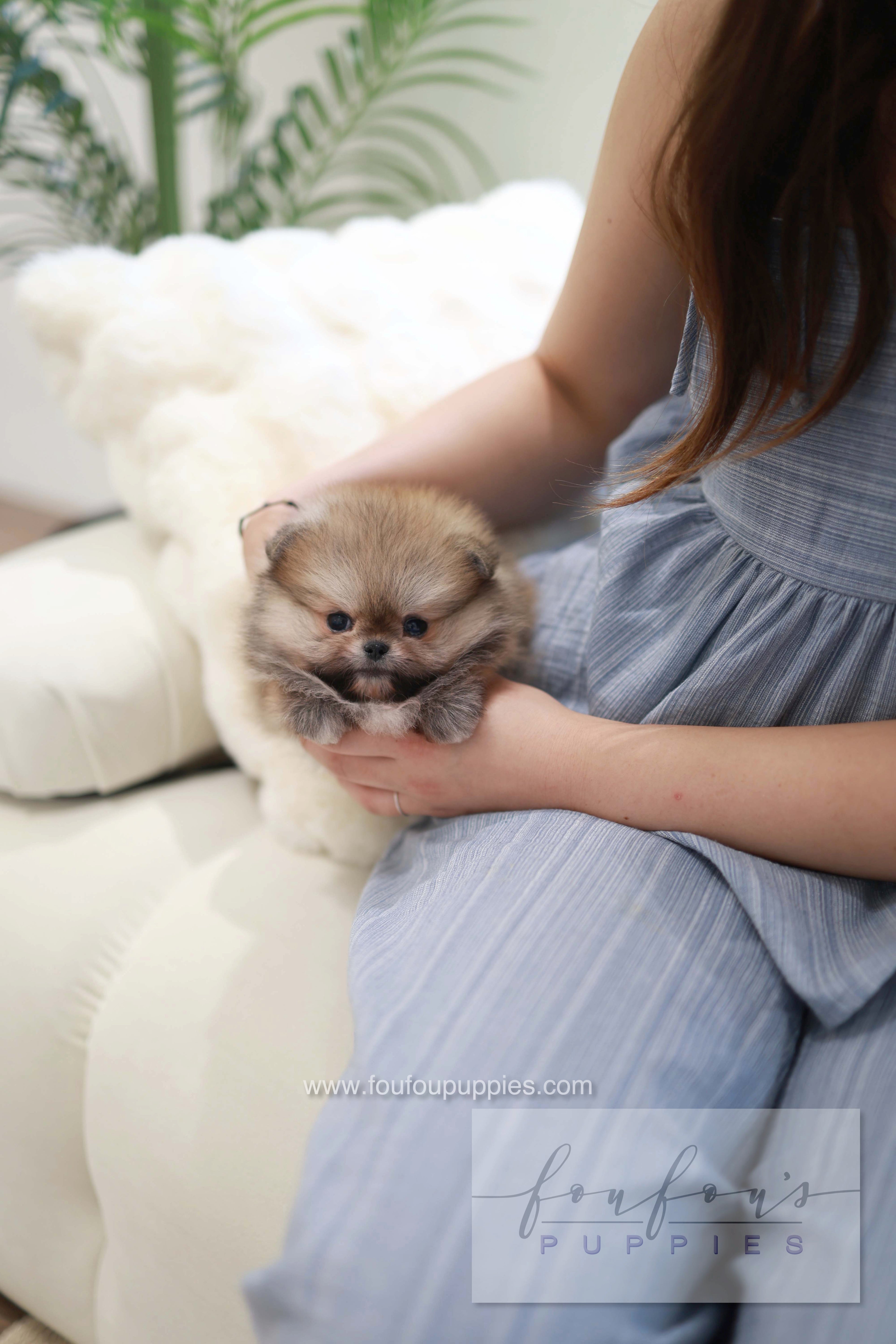 Souflé - Pomeranian F.