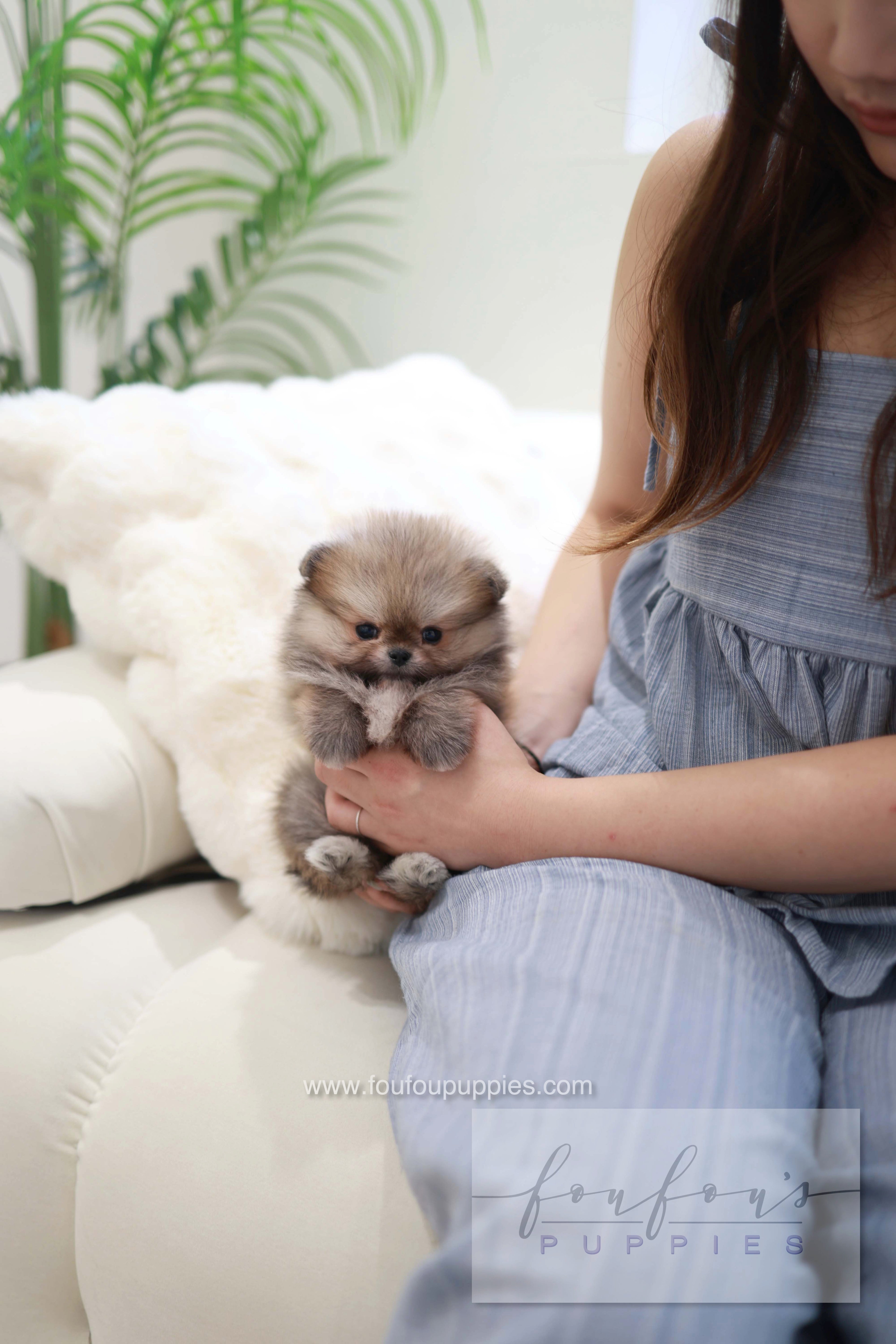 Souflé - Pomeranian F.